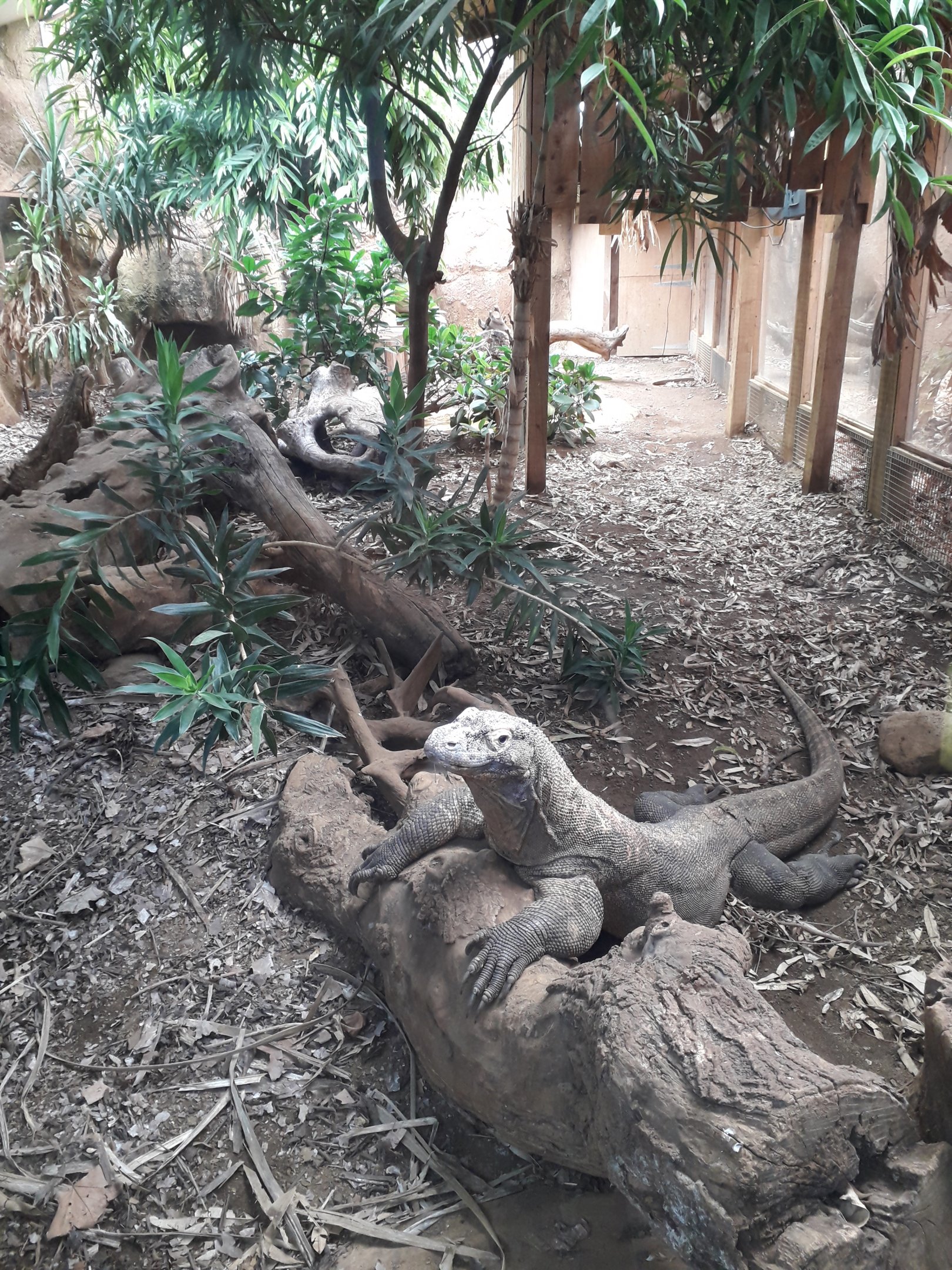 Komodo dragon enclosure