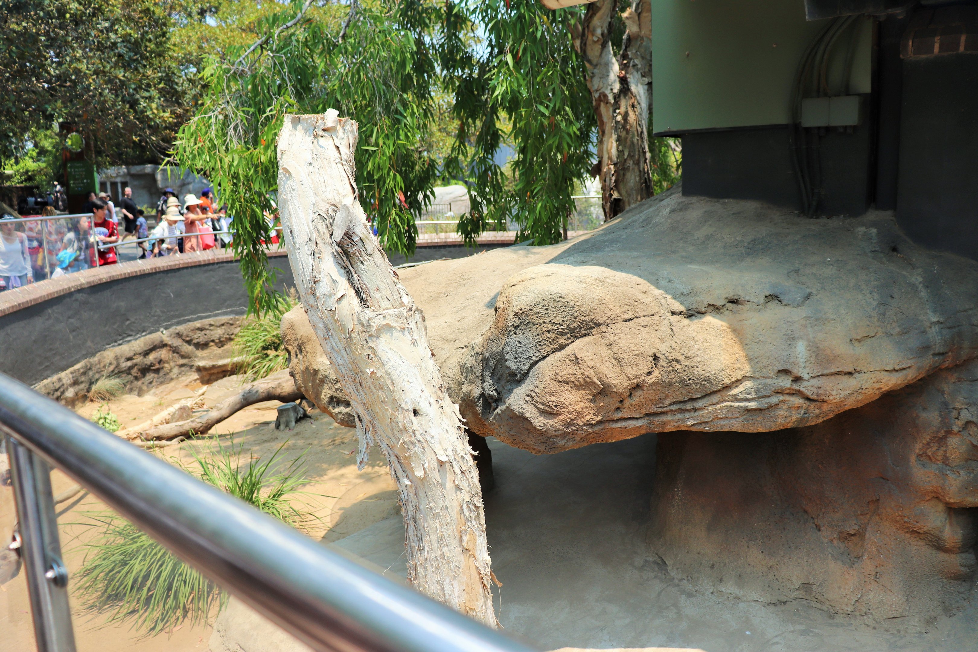 Komodo Dragon Enclosure