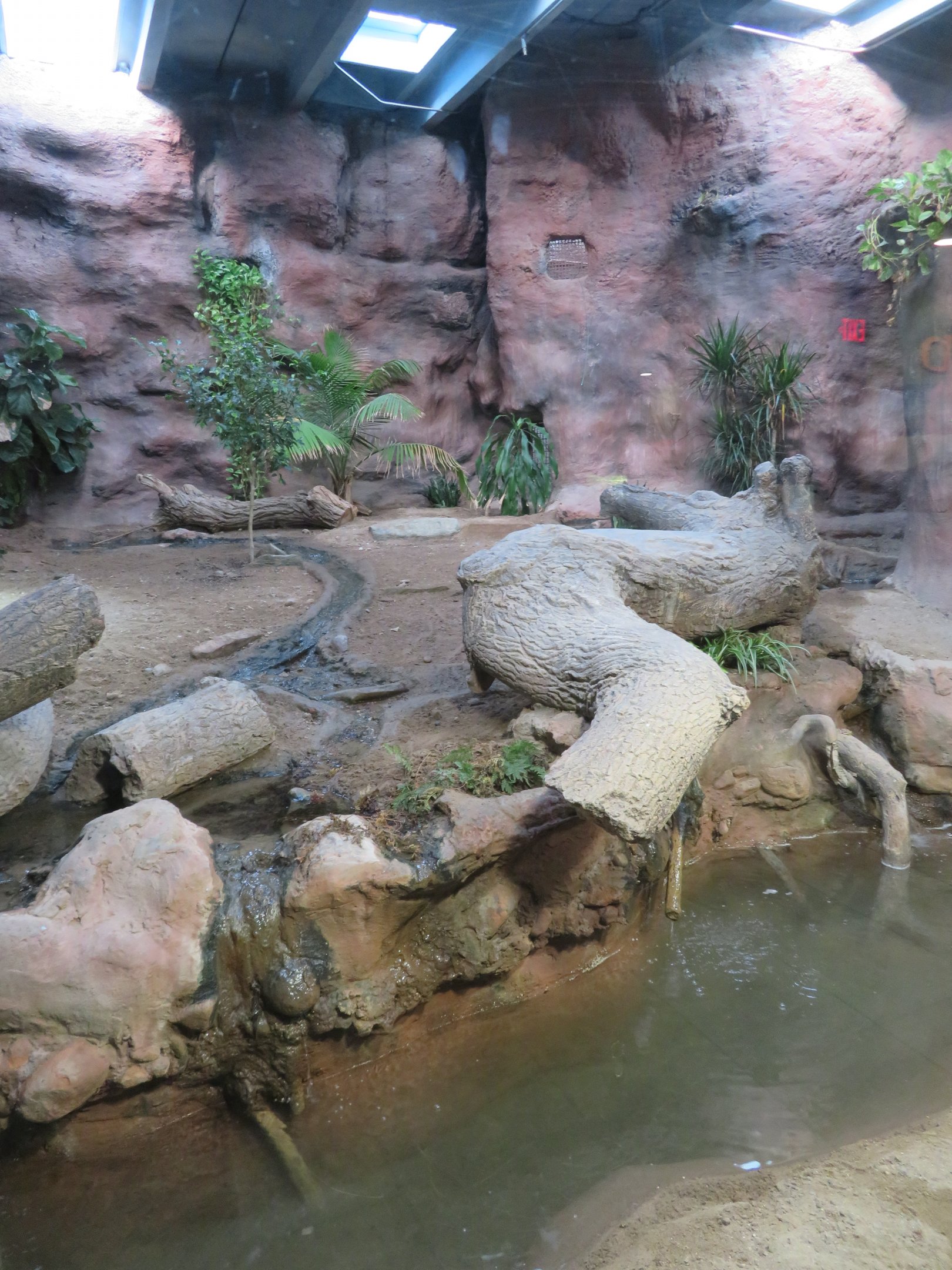 Komodo Dragon Enclosure