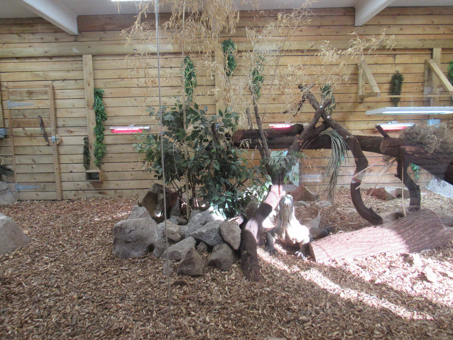 Komodo Dragon Enclosure