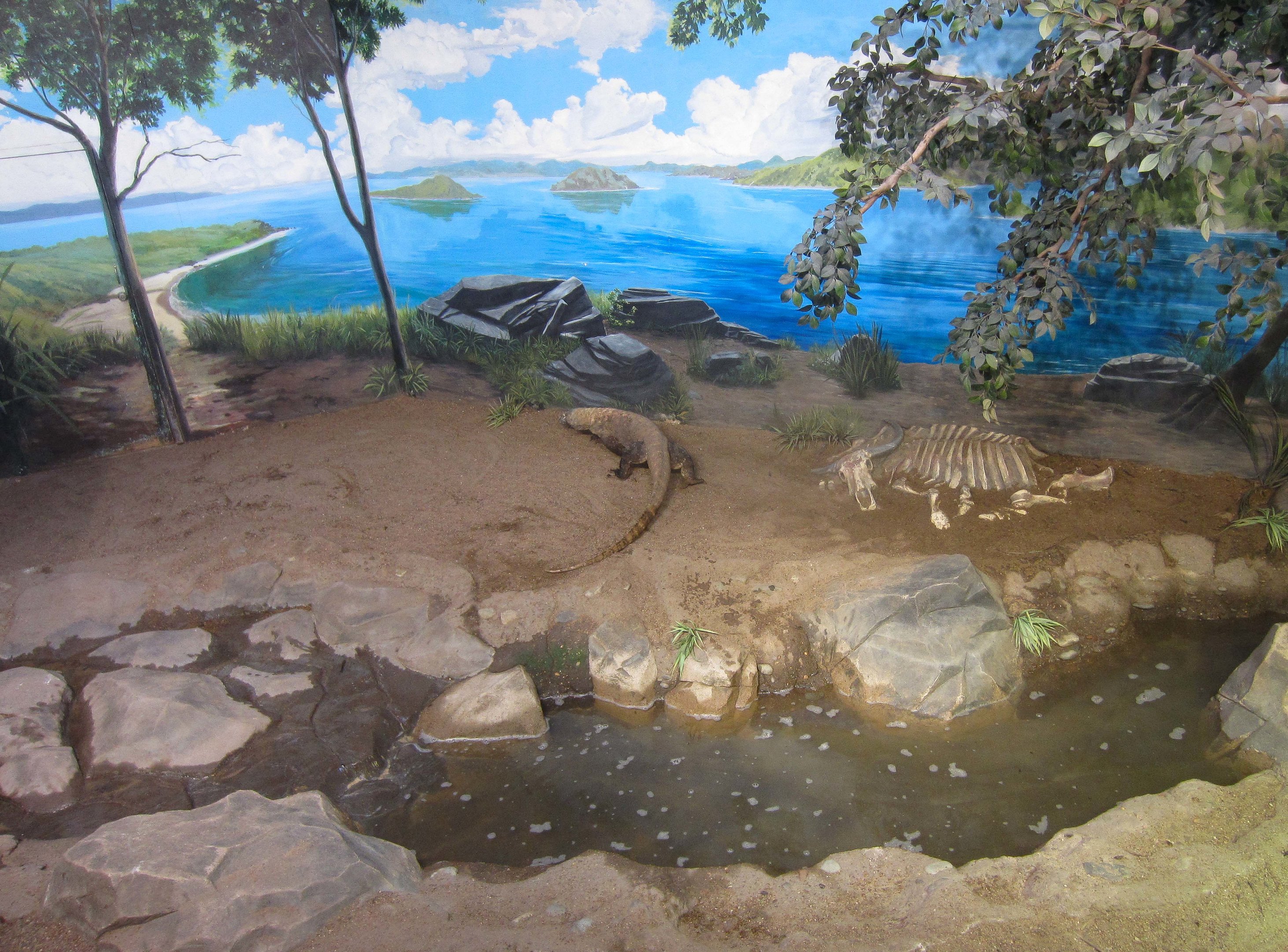 Komodo Dragon enclosure