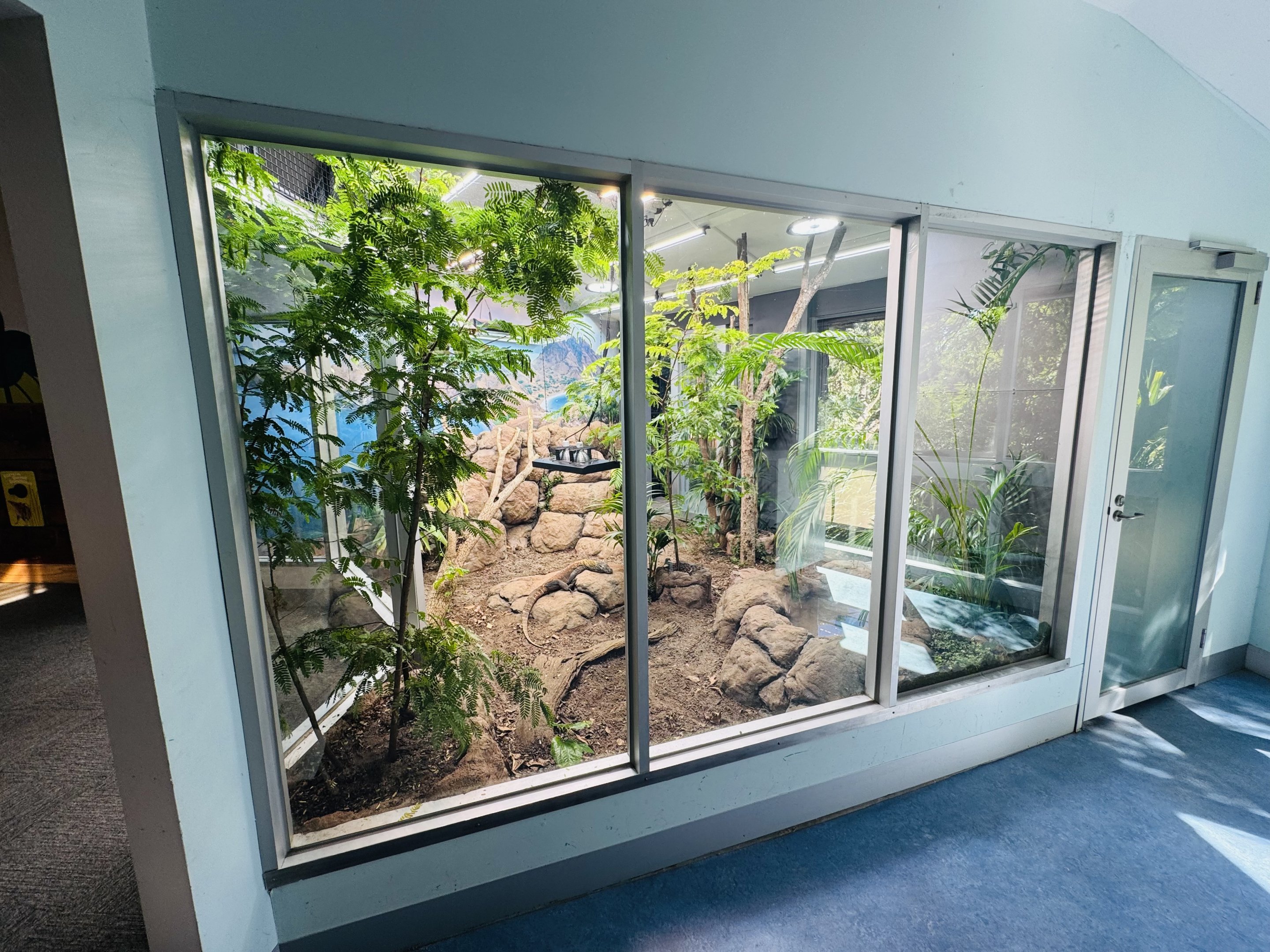 Komodo Dragon enclosure