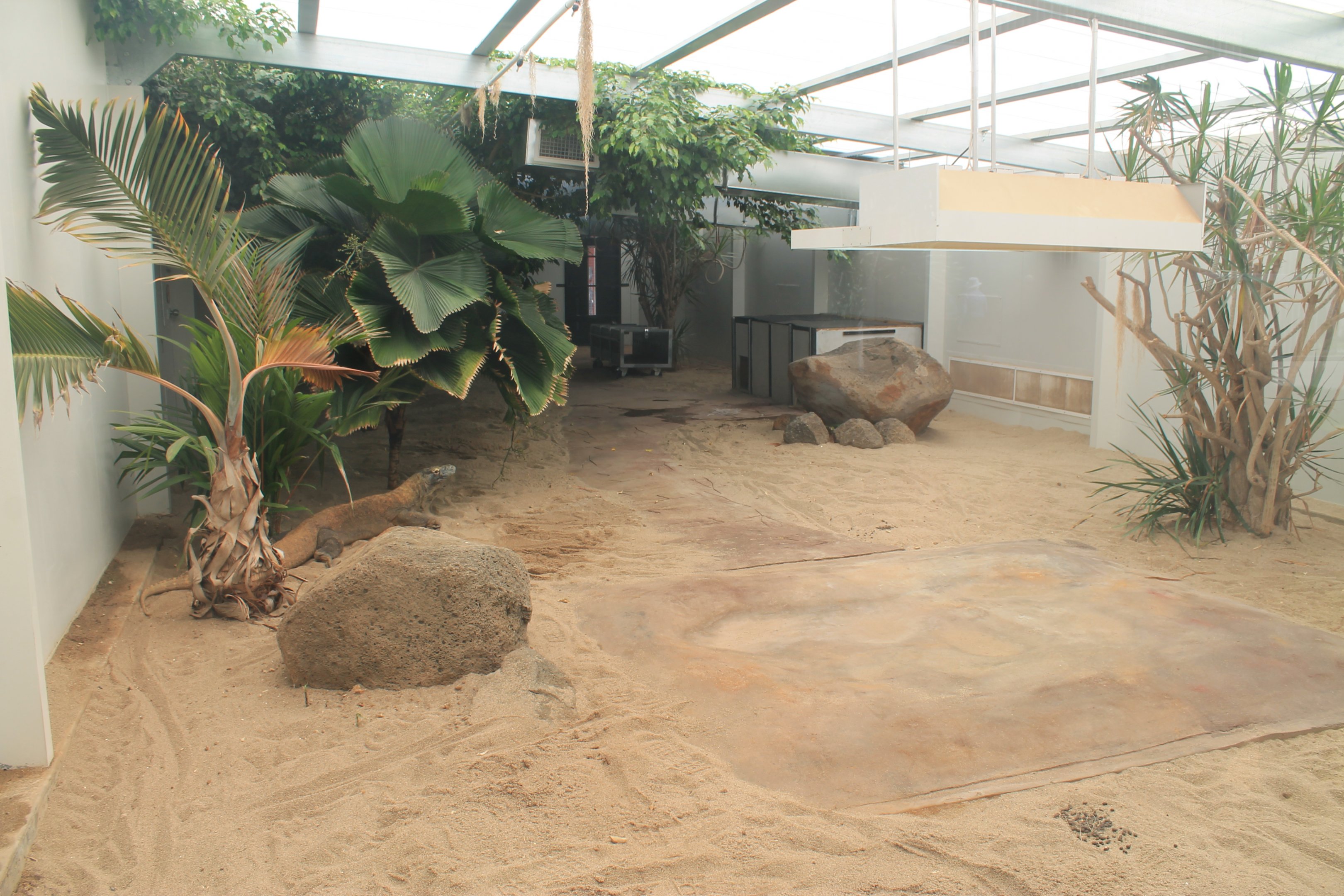Komodo Dragon enclosure