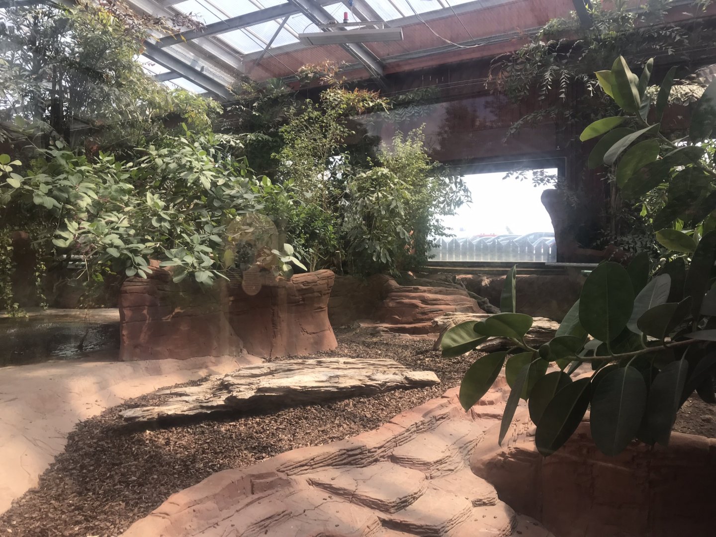 Komodo dragon exhibit 050819