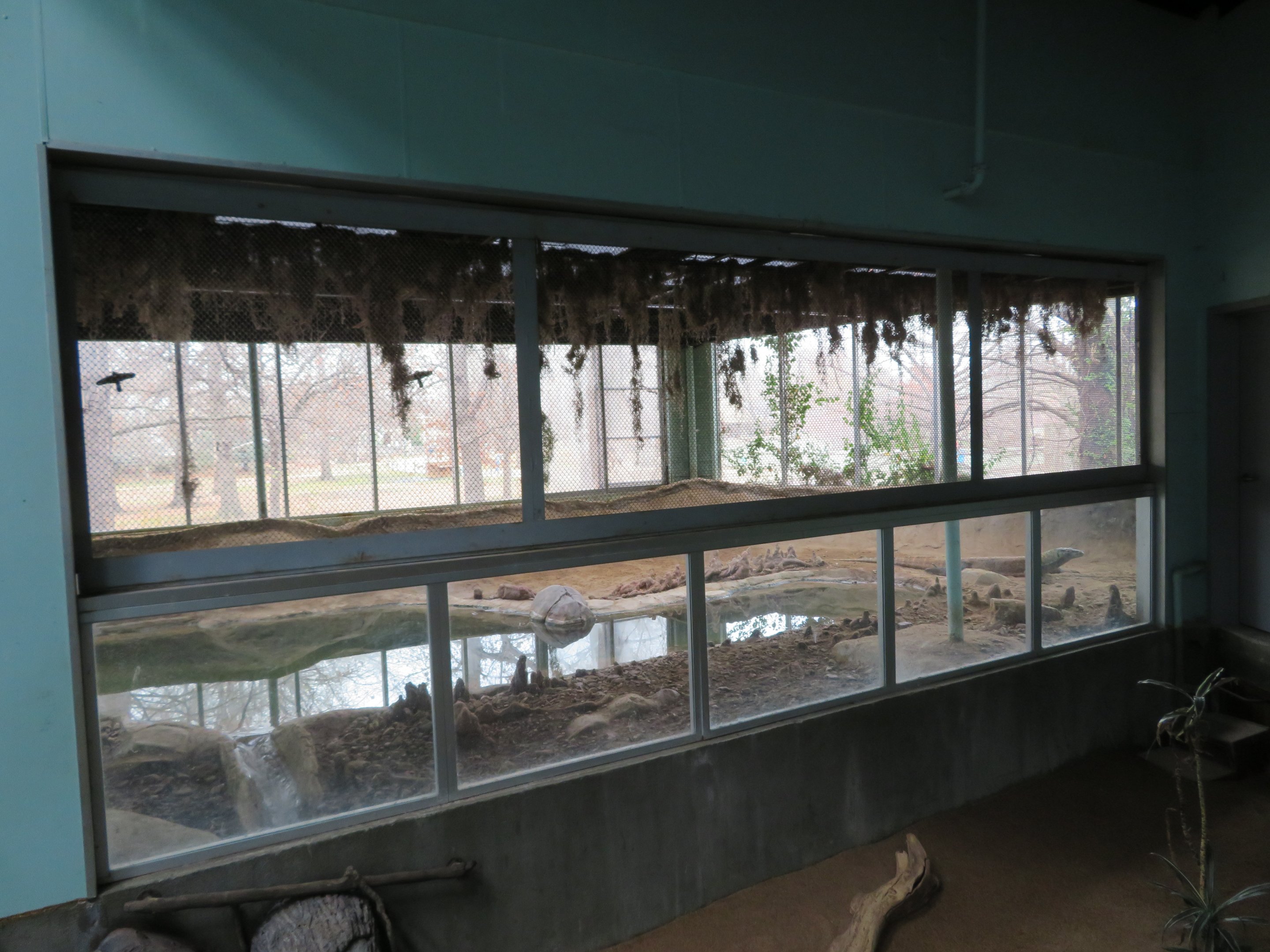 Komodo Dragon Exhibit (1 of 2)