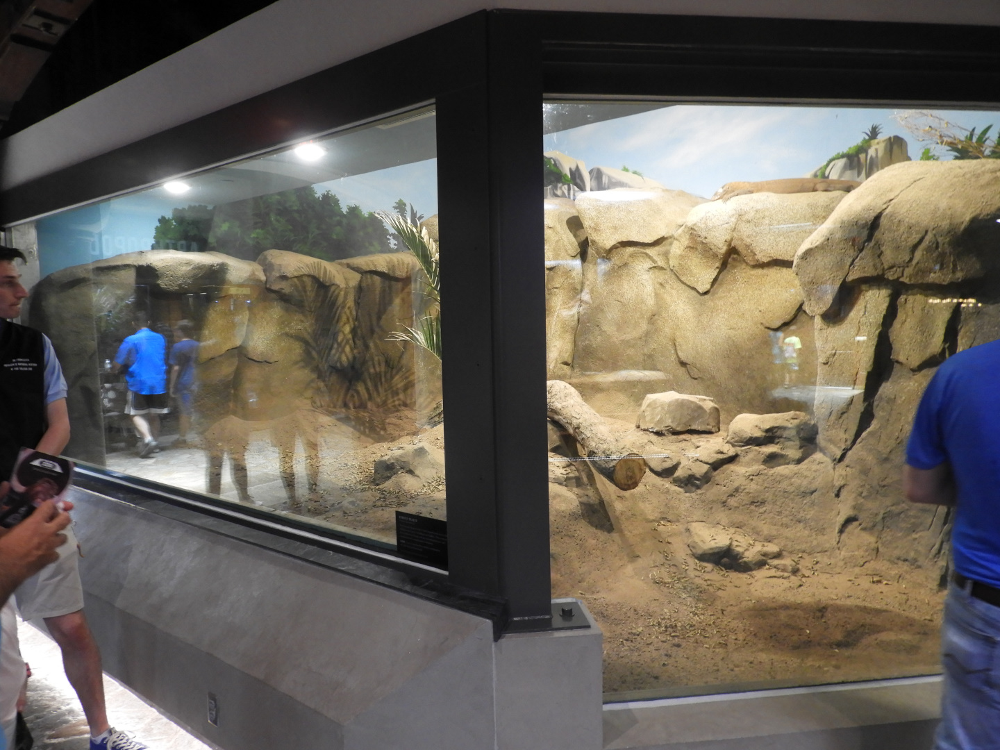 Komodo Dragon exhibit #1 - Venomous Animals - Promedica Museum of Natural History - Toledo Zoo