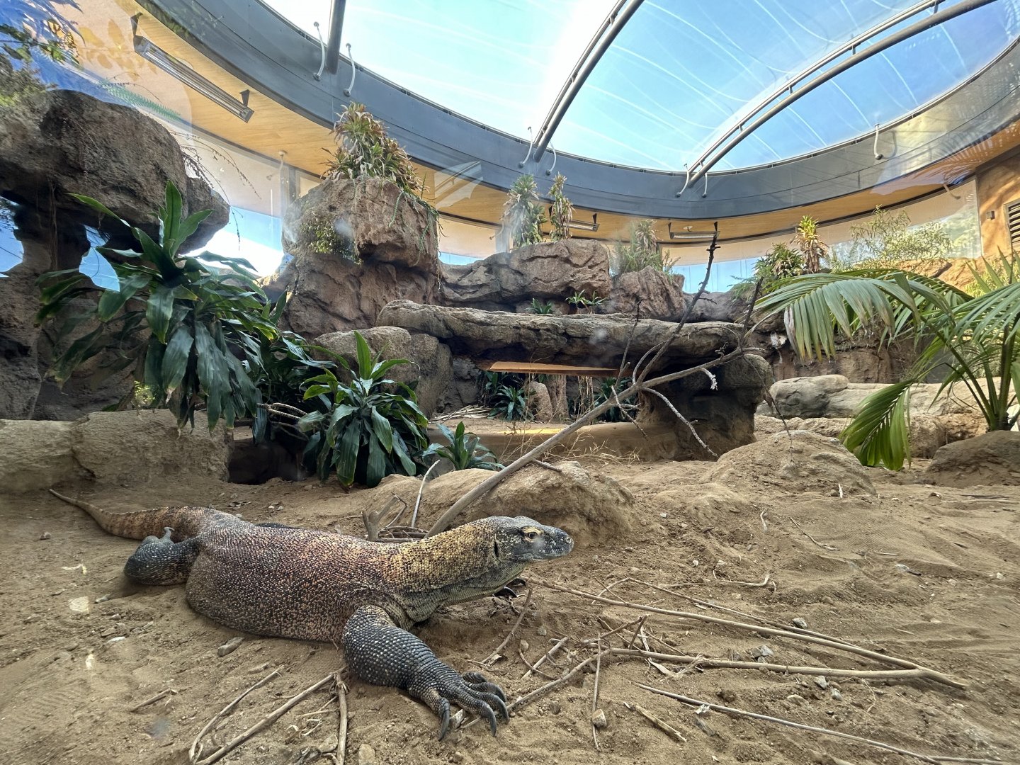 Komodo Dragon Exhibit #1