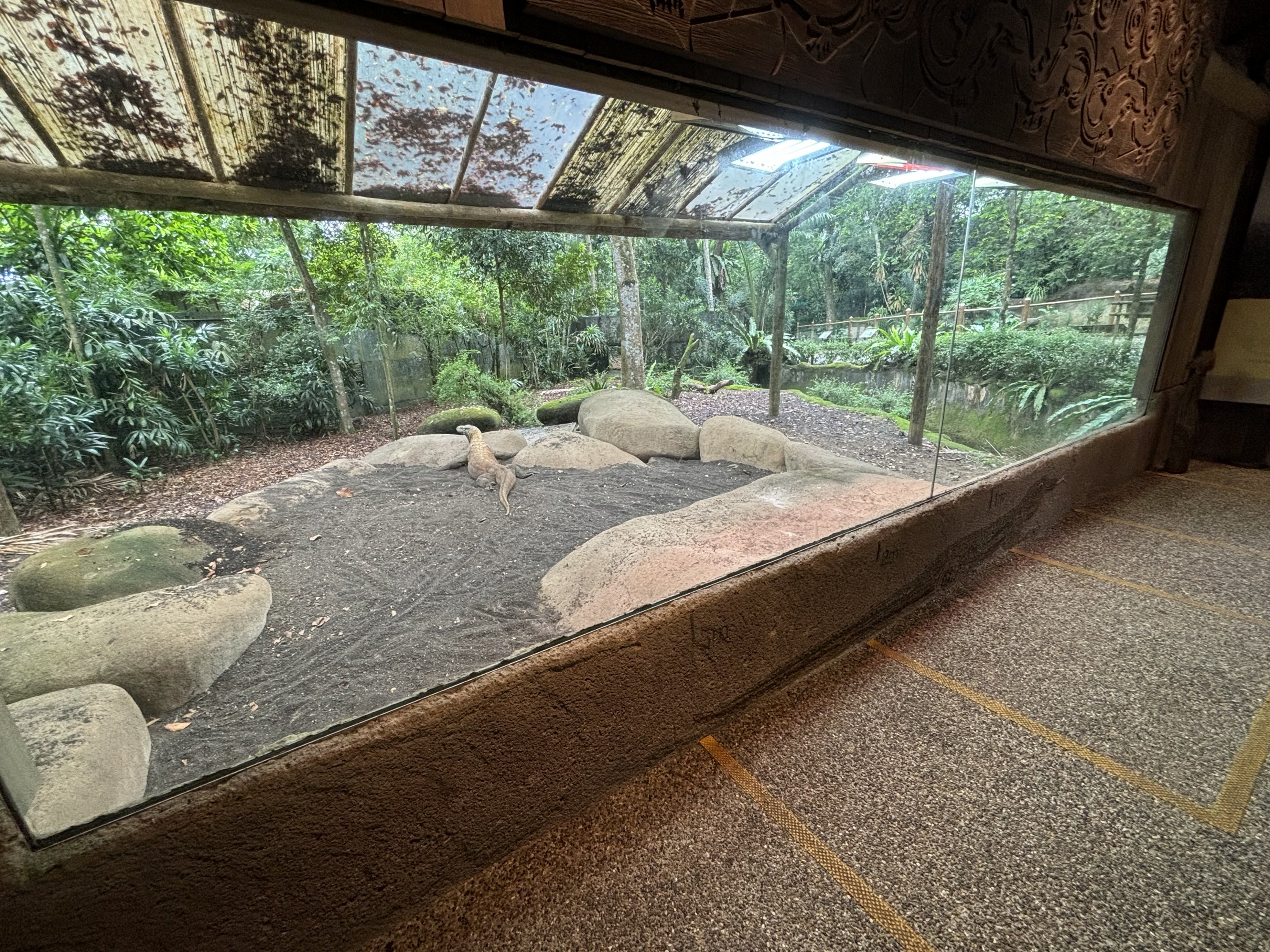 Komodo Dragon Exhibit #1