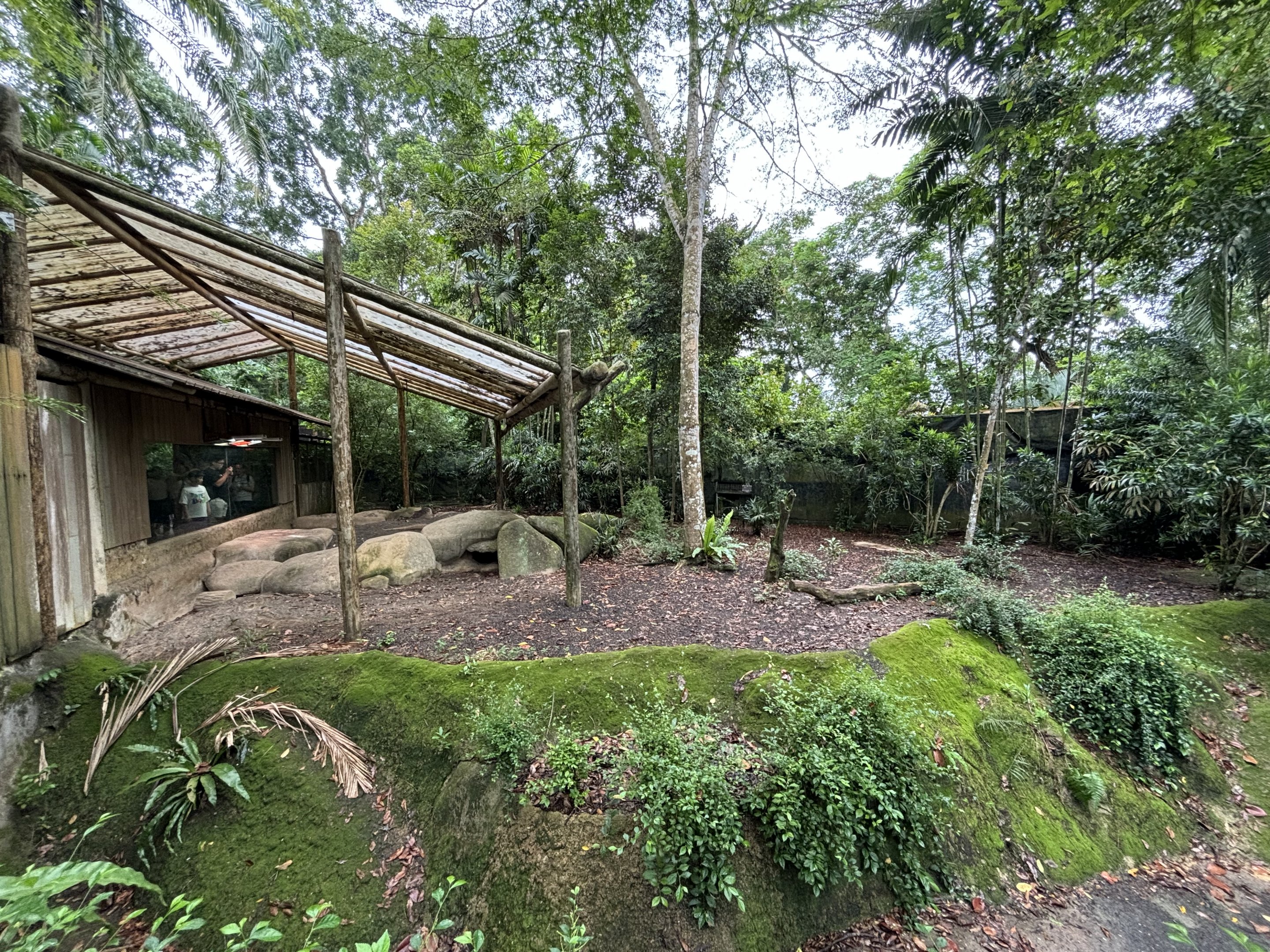 Komodo Dragon Exhibit #1