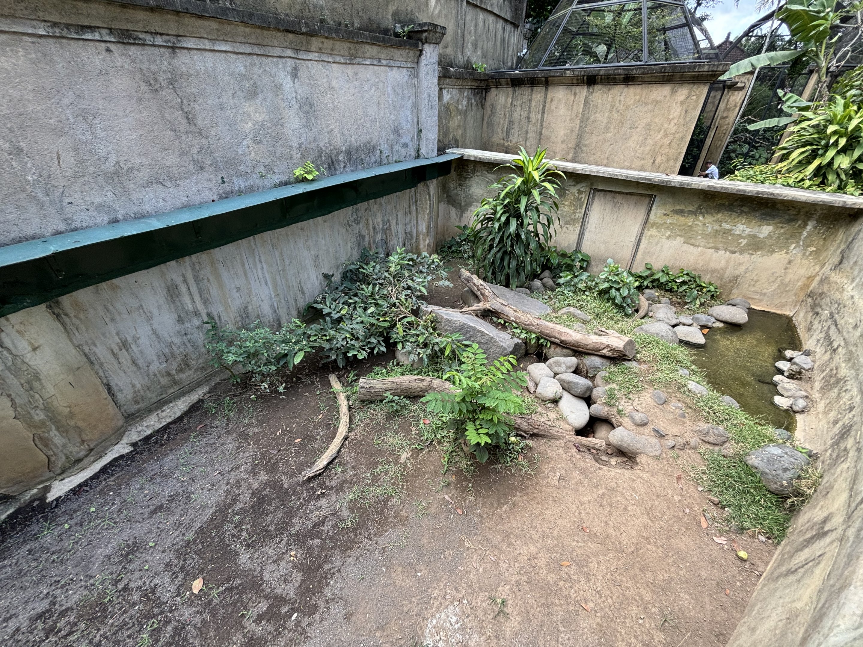 Komodo Dragon Exhibit #1