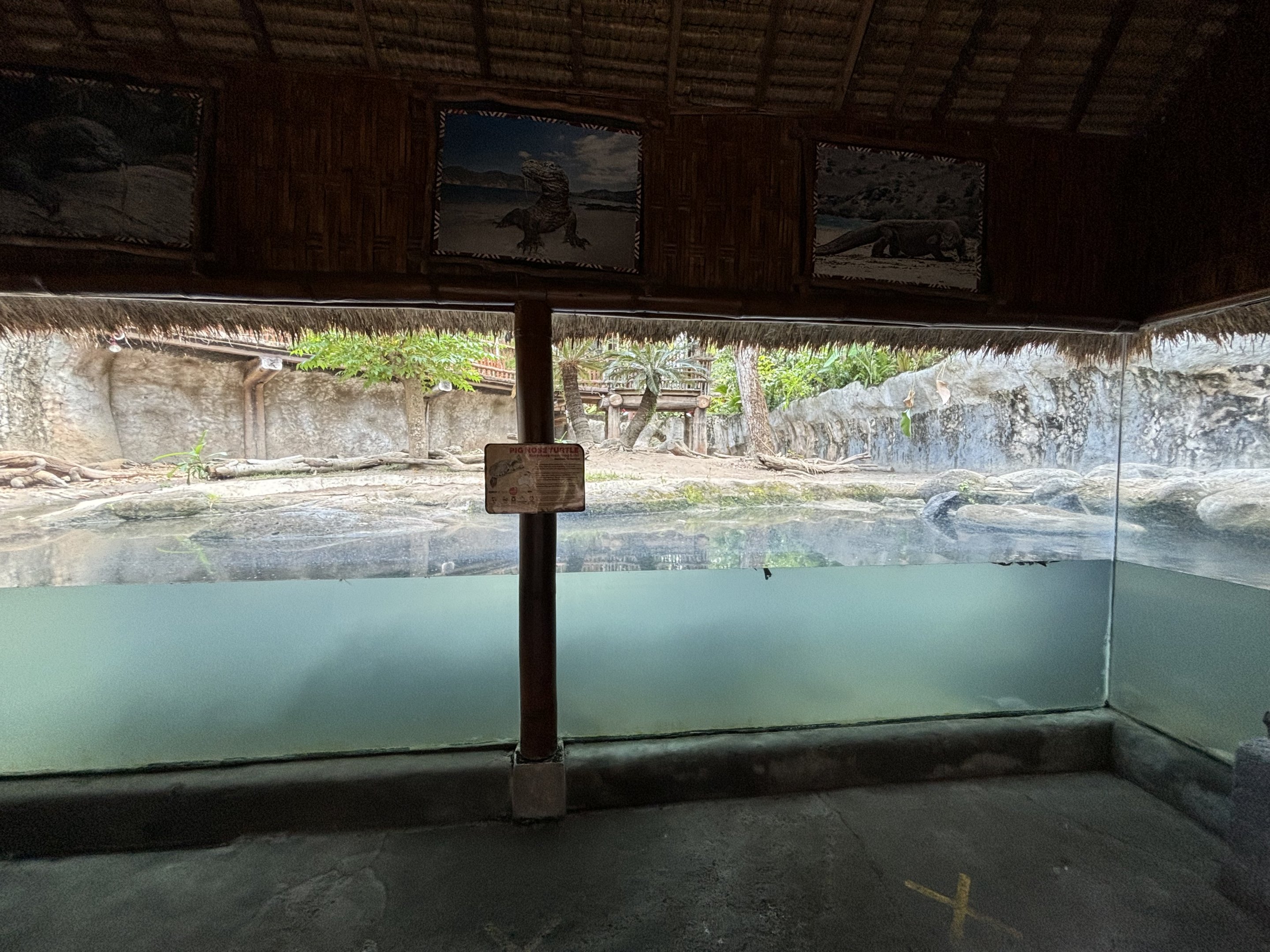 Komodo Dragon Exhibit #1