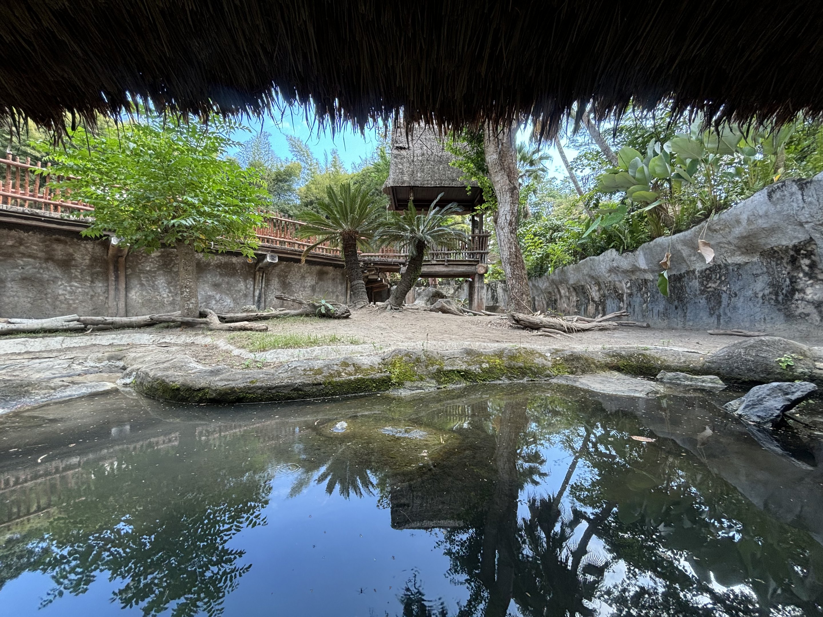 Komodo Dragon Exhibit #1