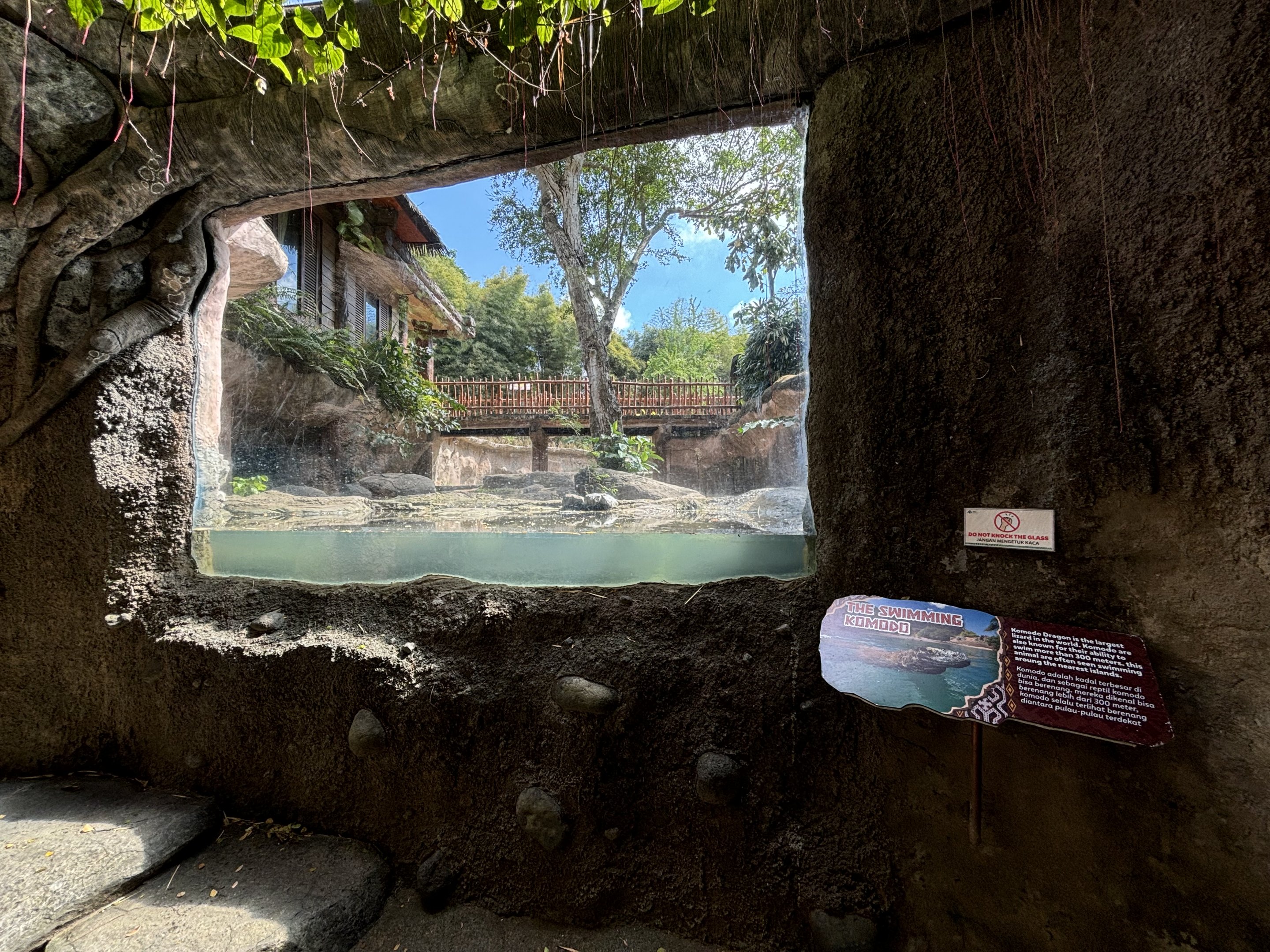 Komodo Dragon Exhibit #1