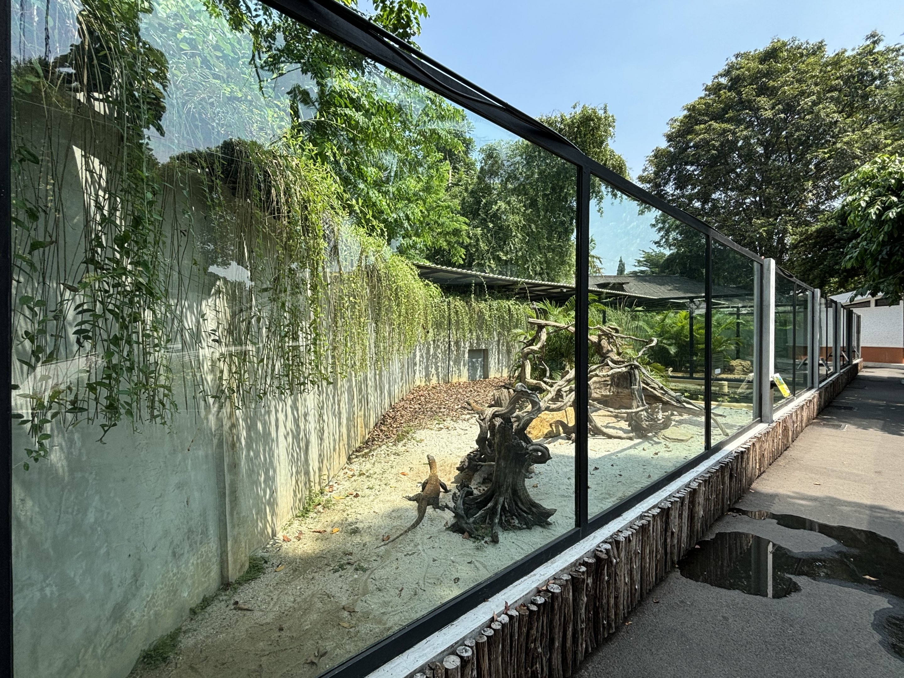 Komodo Dragon Exhibit #1