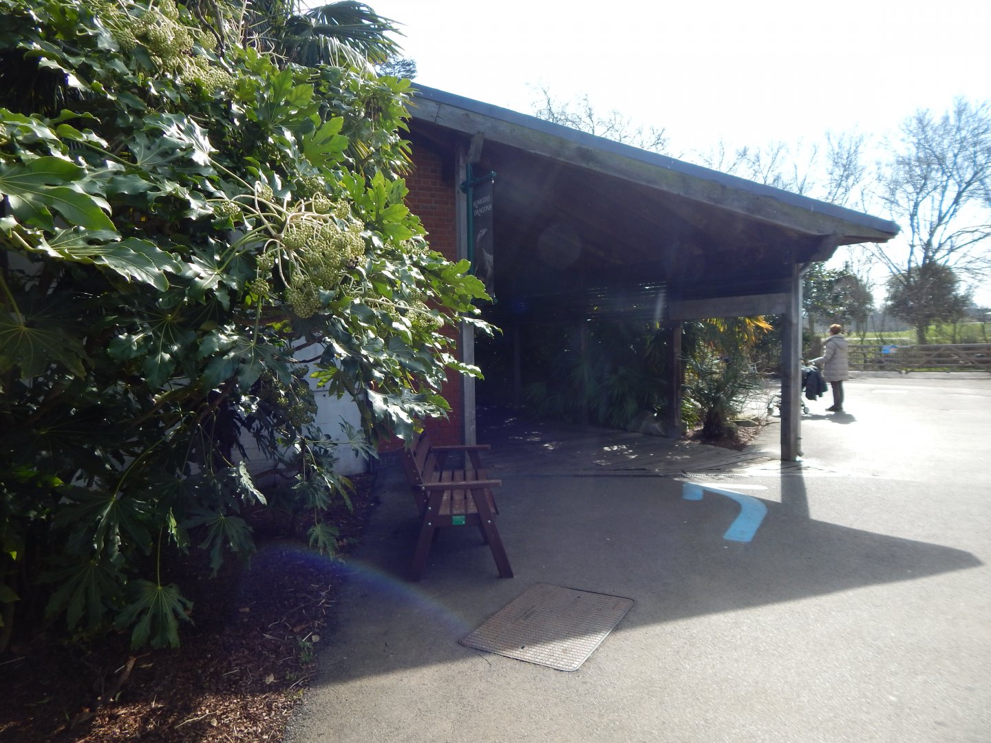 Komodo dragon exhibit 180322