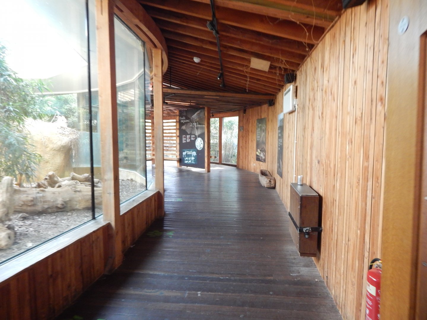 Komodo dragon exhibit 180322