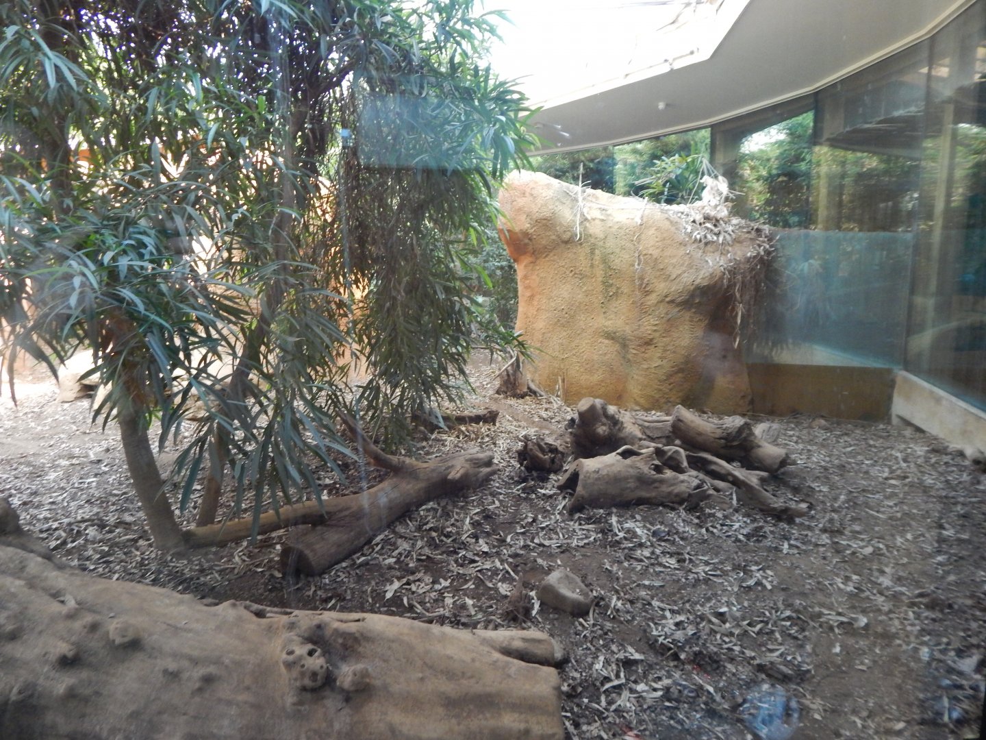 Komodo dragon exhibit 180322