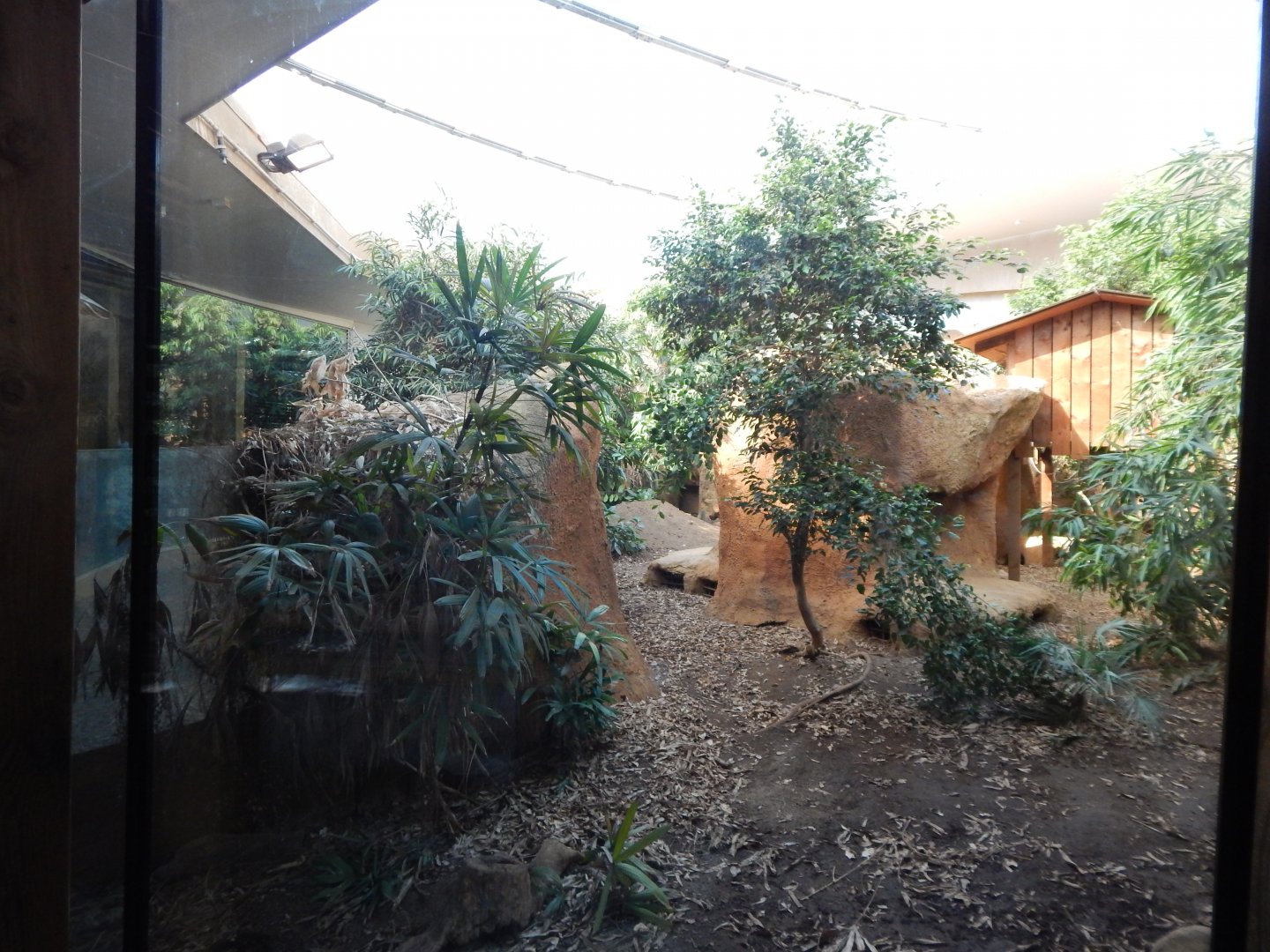 Komodo dragon exhibit 180322