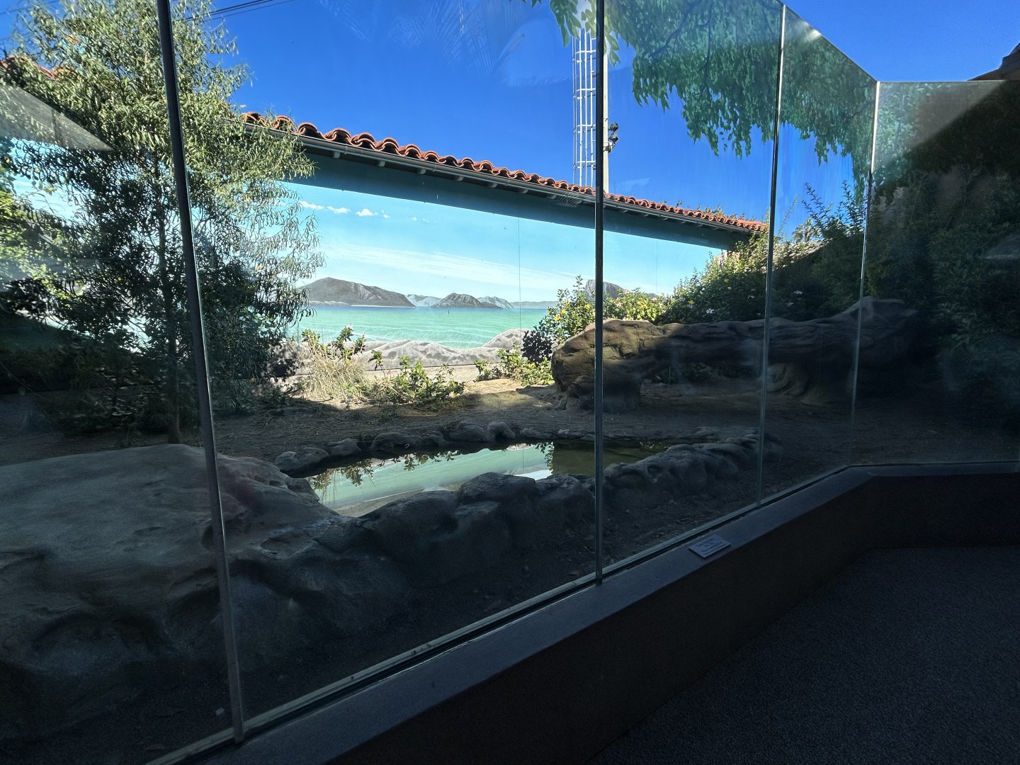 Komodo Dragon Exhibit #2