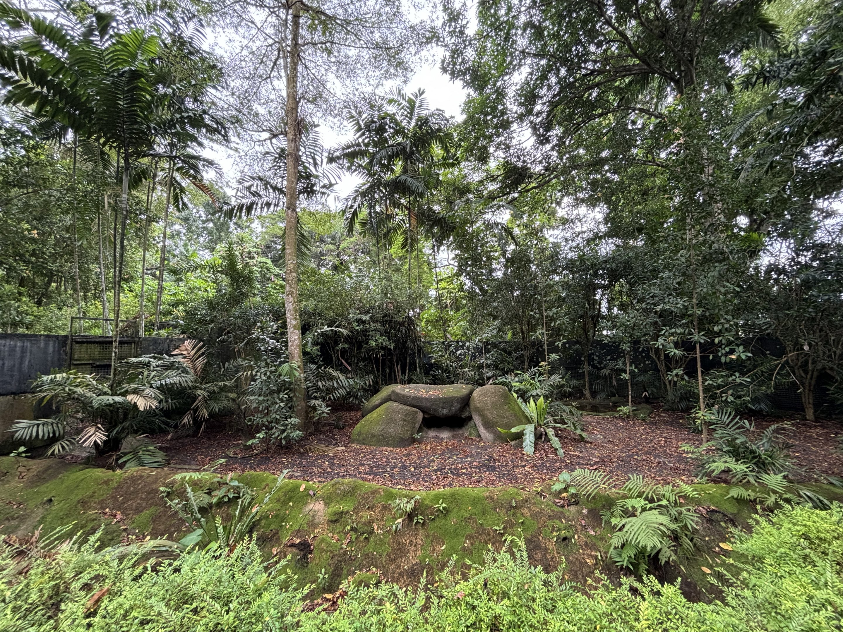 Komodo Dragon Exhibit #2