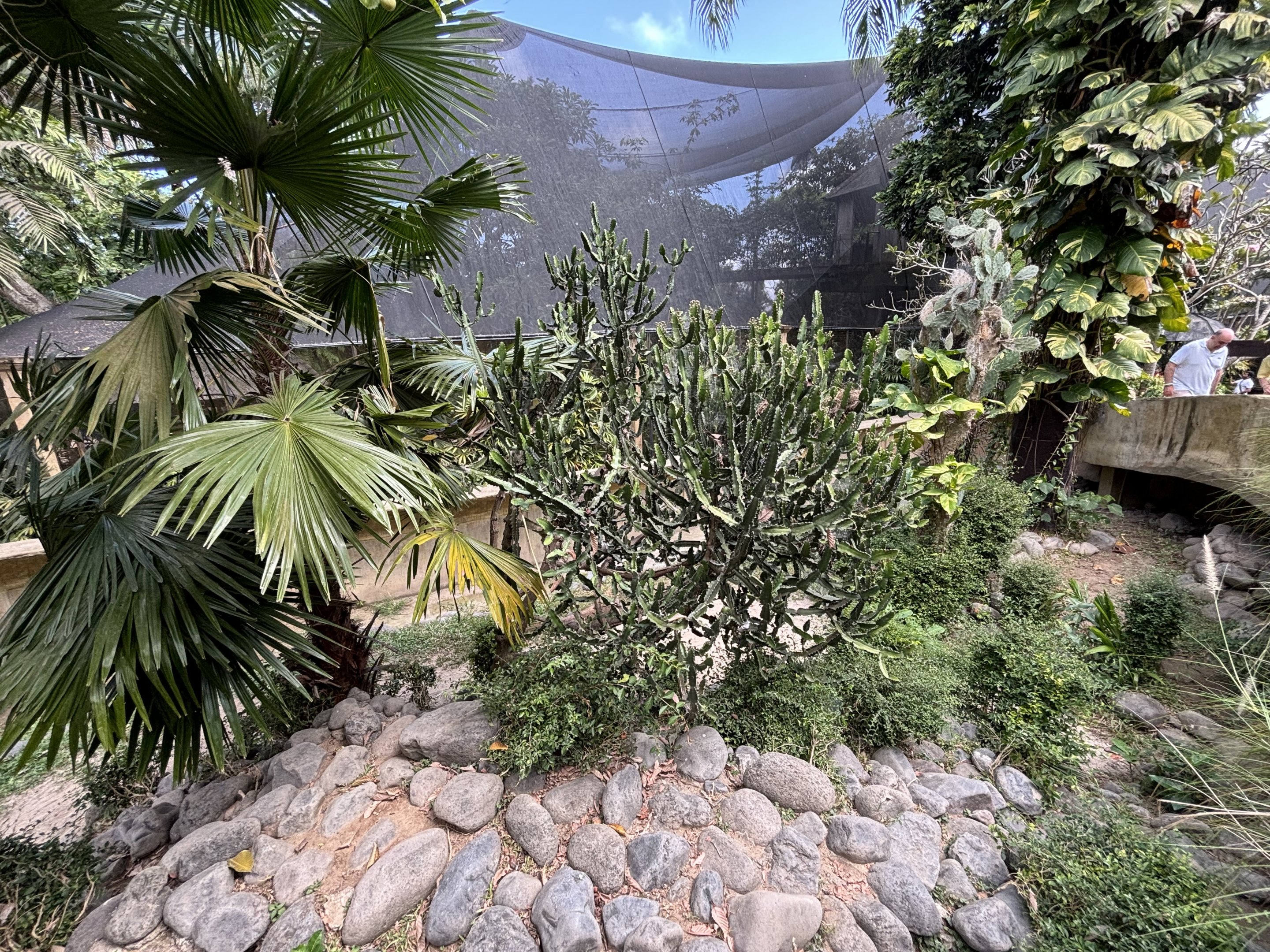 Komodo Dragon Exhibit #2