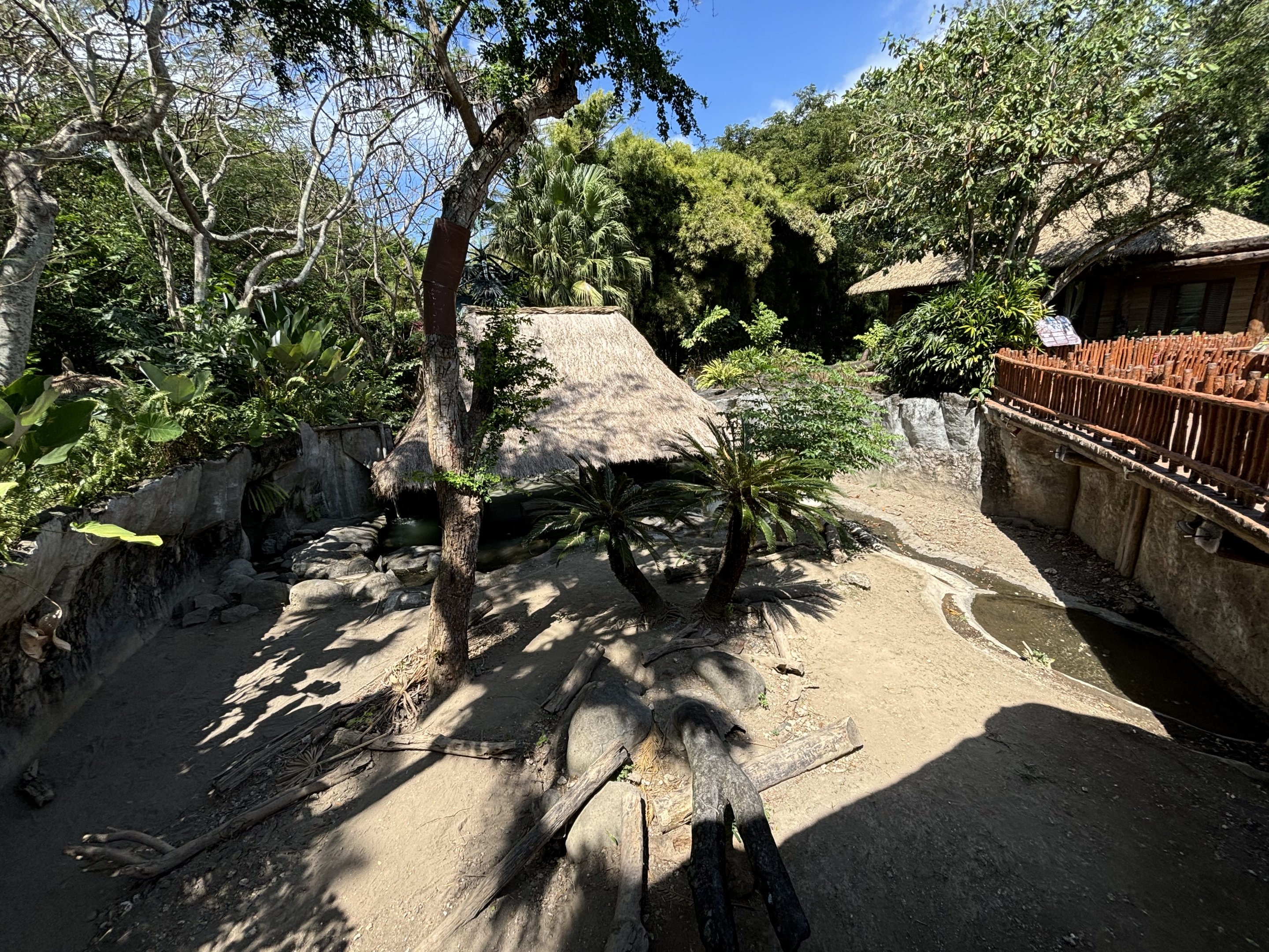 Komodo Dragon Exhibit #2