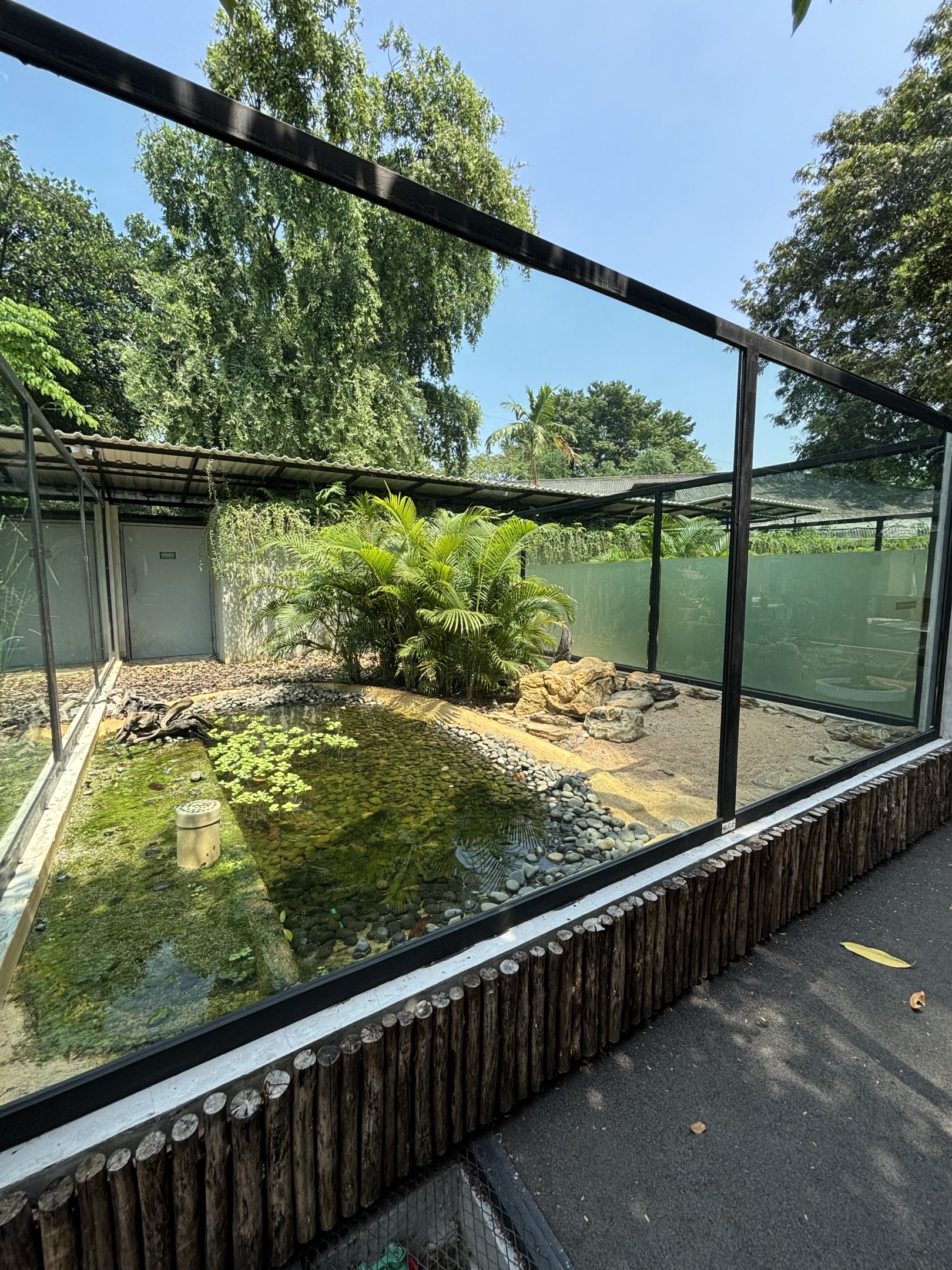 Komodo Dragon Exhibit #2