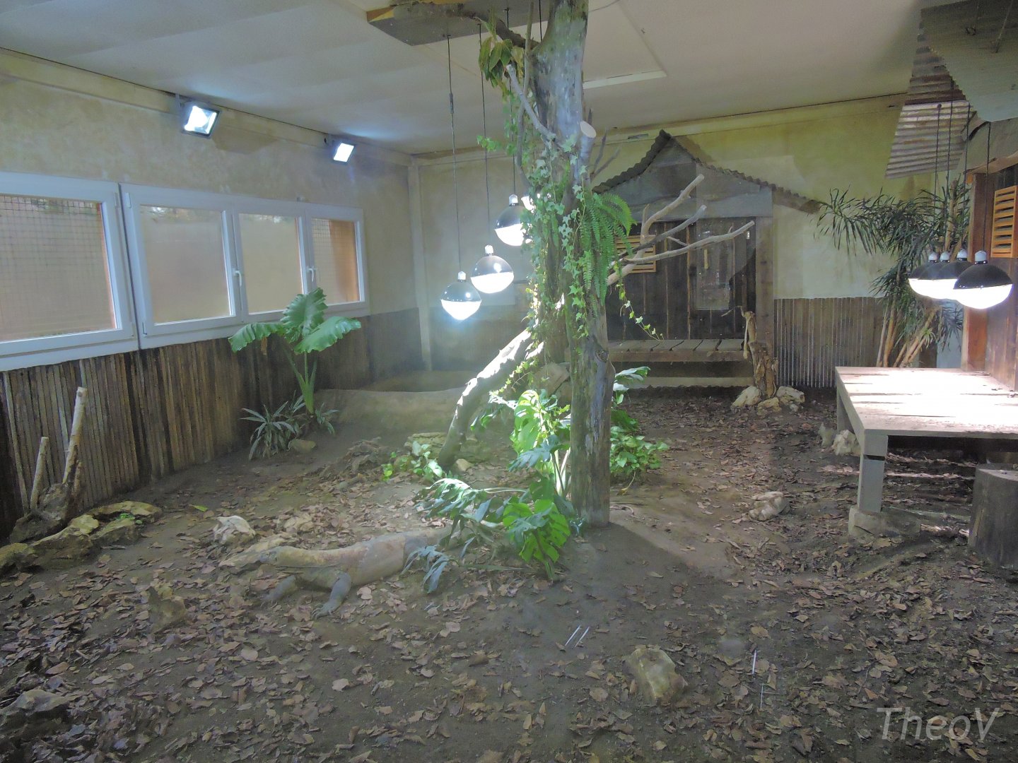 Komodo dragon exhibit [2015]