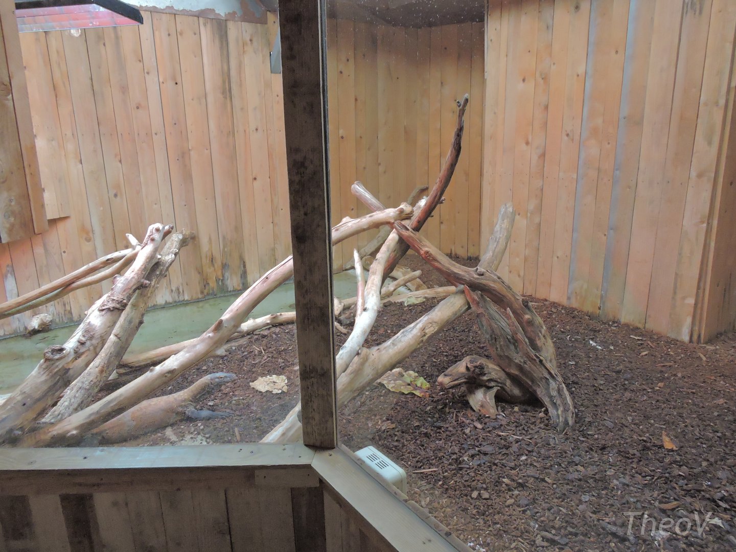 Komodo dragon exhibit [2016]