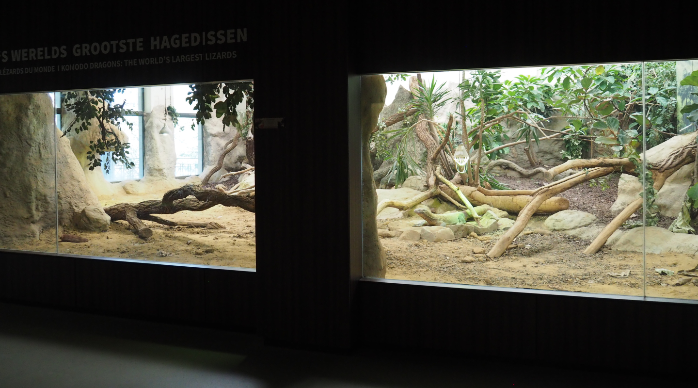 Komodo dragon exhibit, 2020-09-20