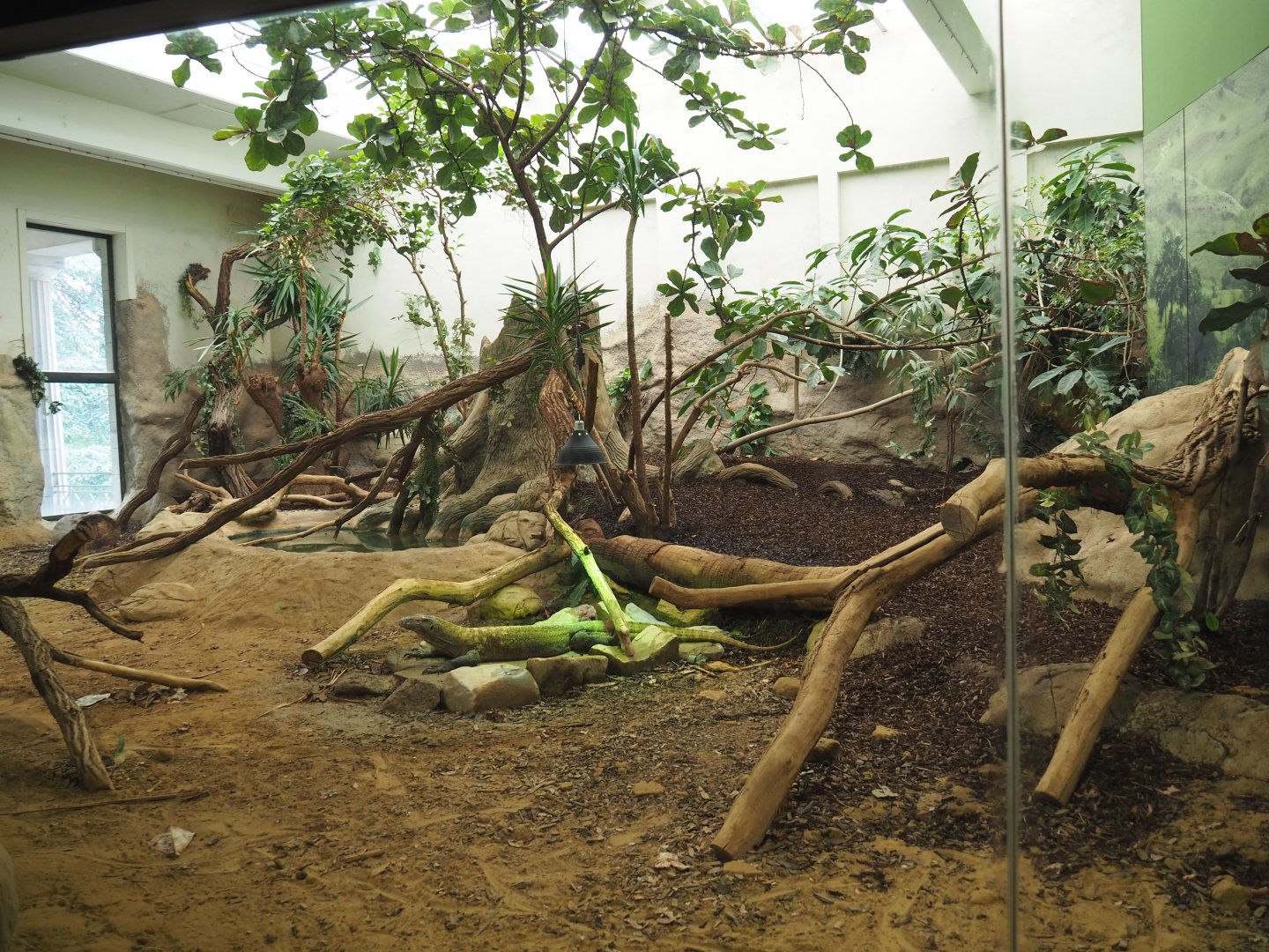 Komodo dragon exhibit, 2021-06-12