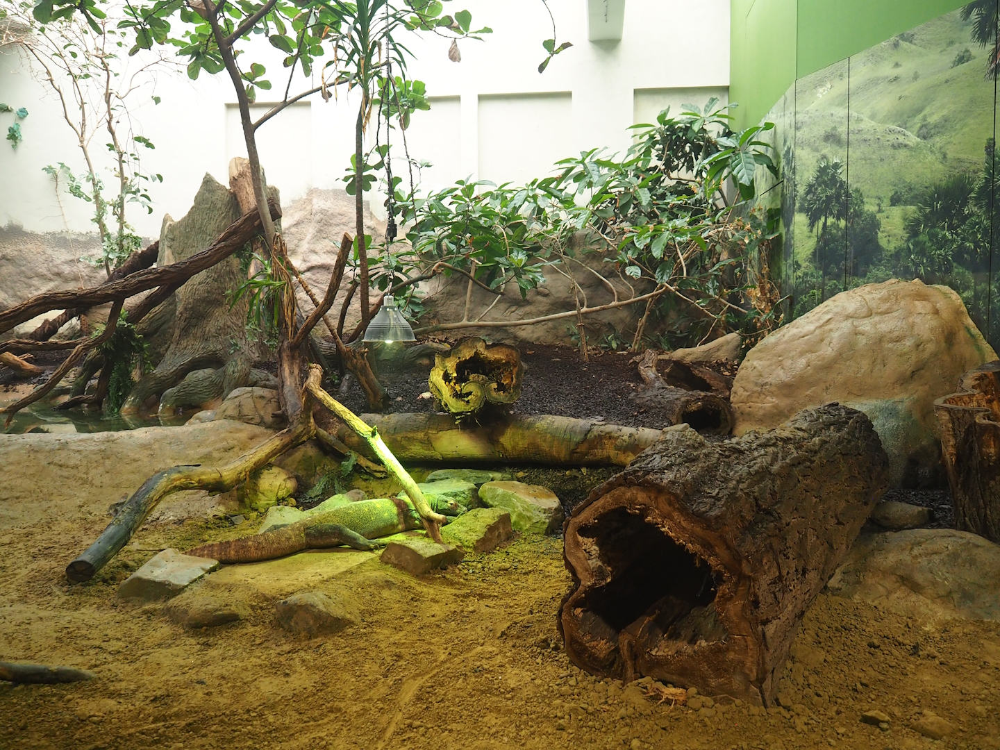 Komodo dragon exhibit, 2023-04-08