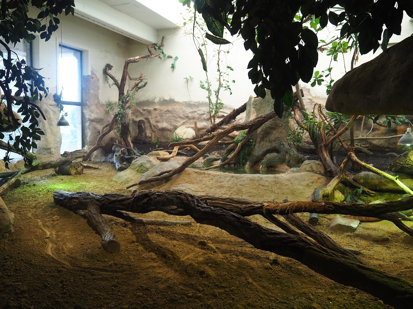 Komodo dragon exhibit, 2023-04-08