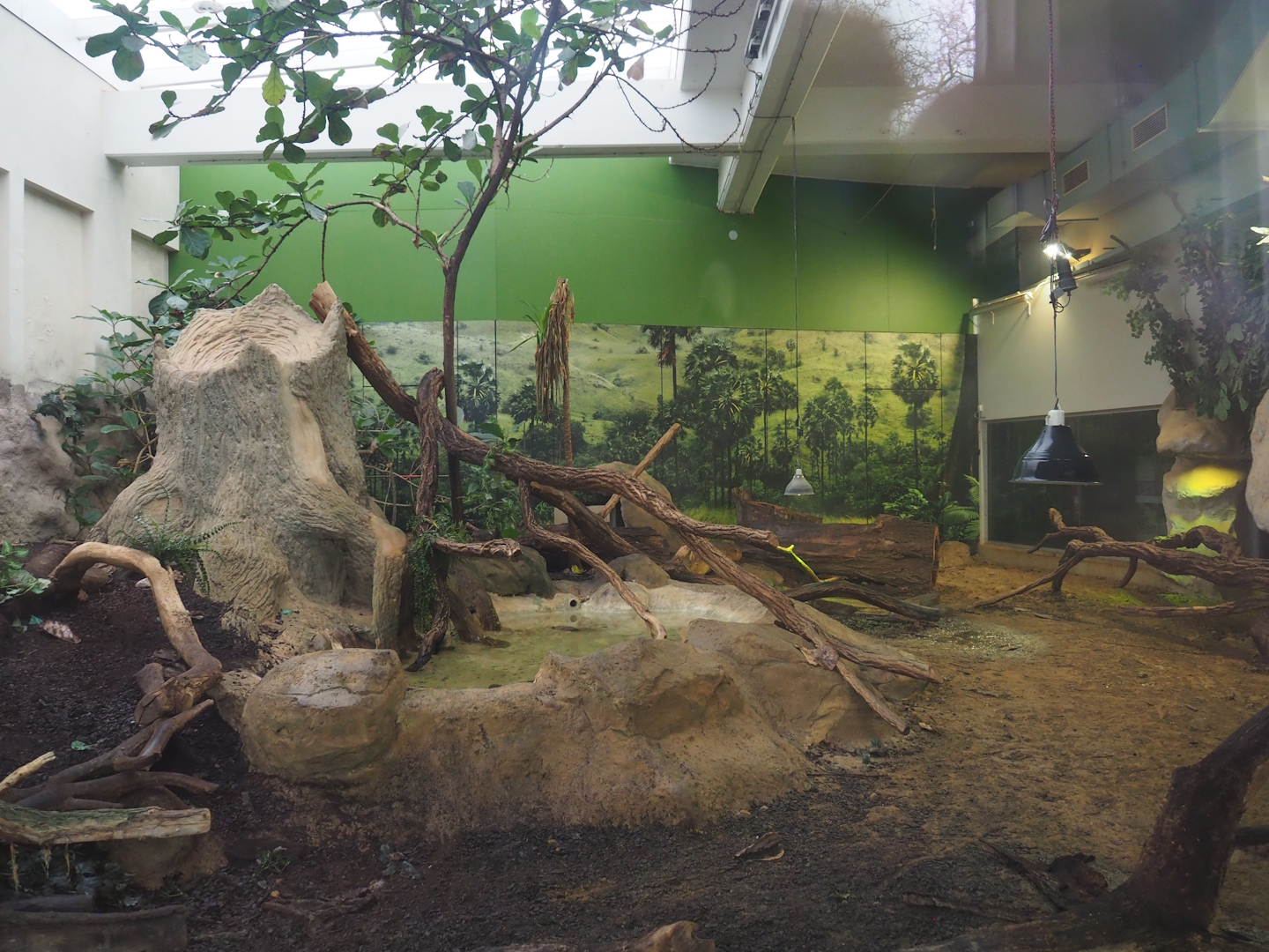 Komodo dragon exhibit, 2024-02-17