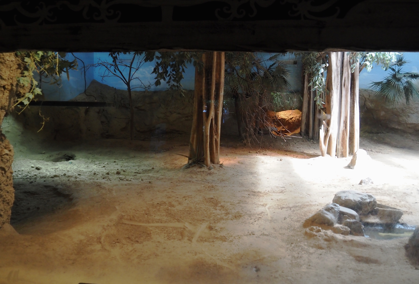 Komodo dragon exhibit, 2024-06-30