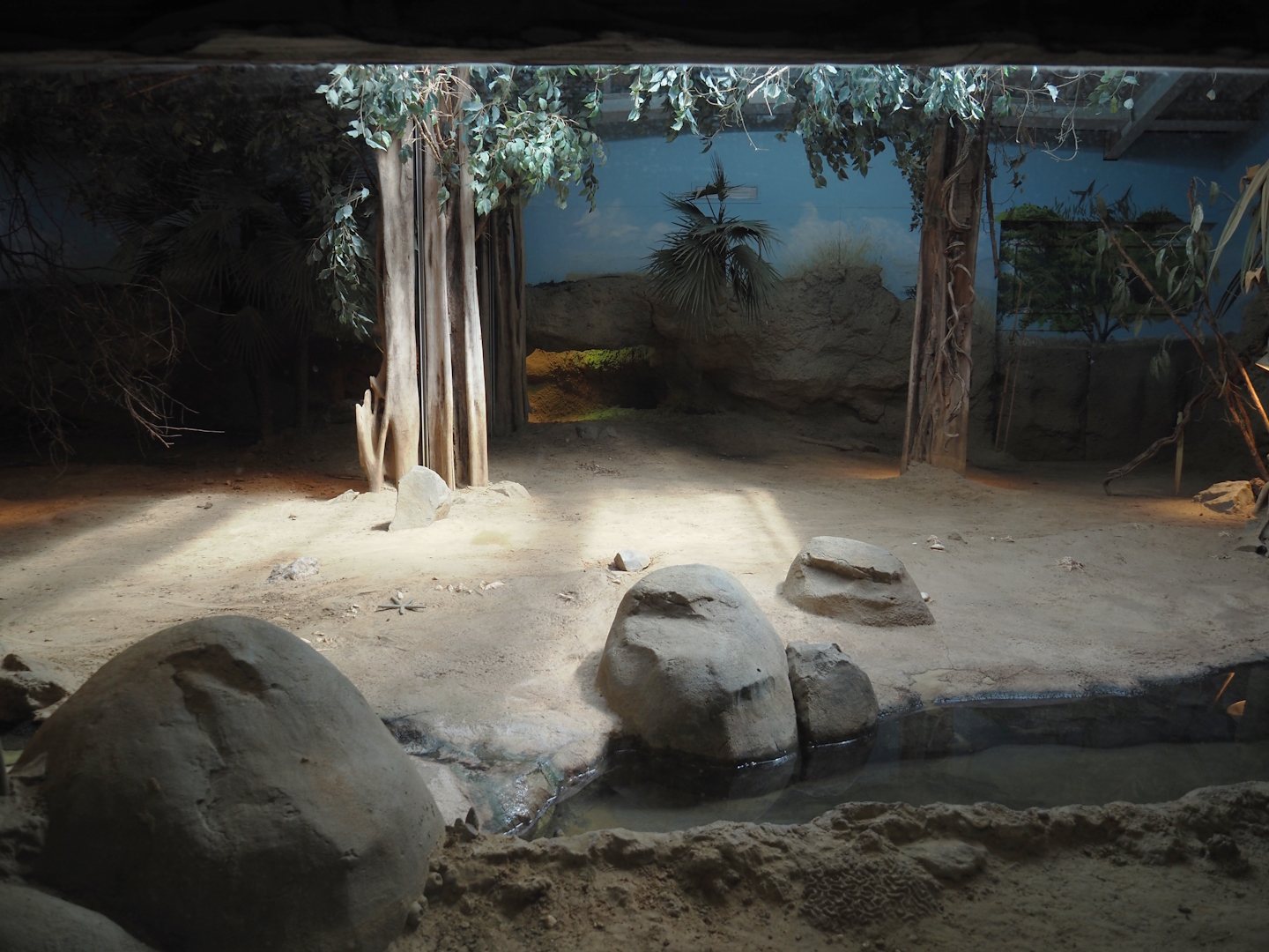 Komodo dragon exhibit, 2024-06-30