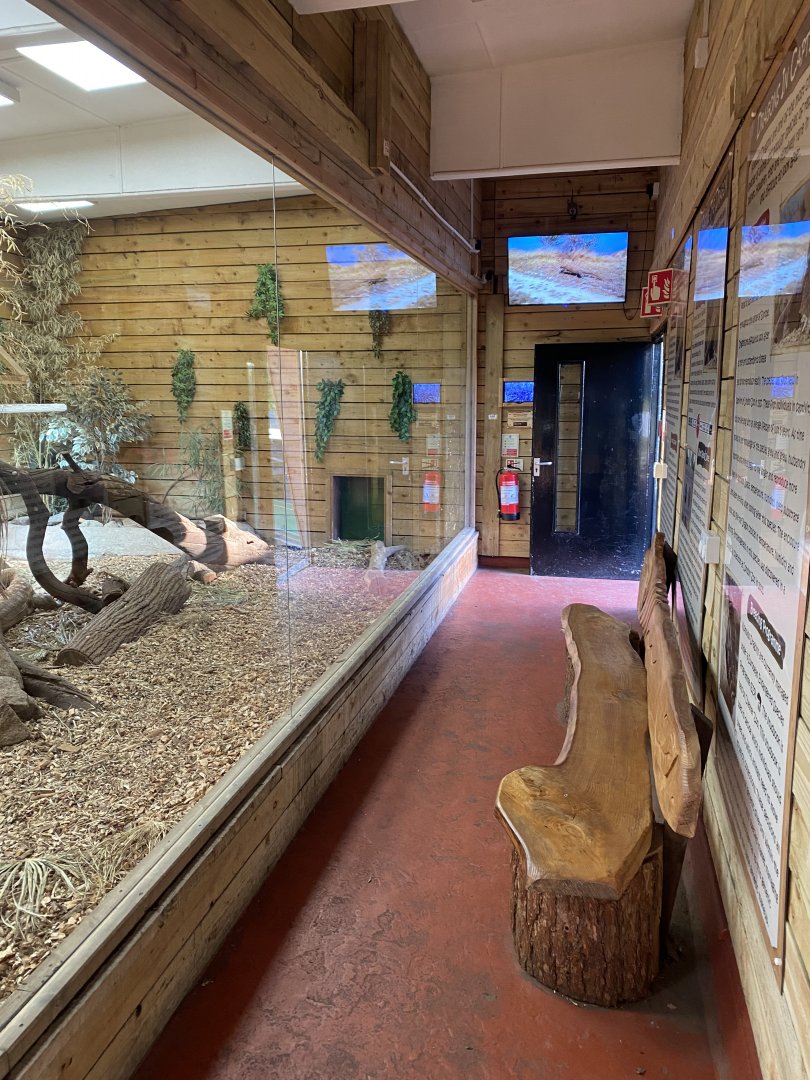 Komodo dragon exhibit 260124