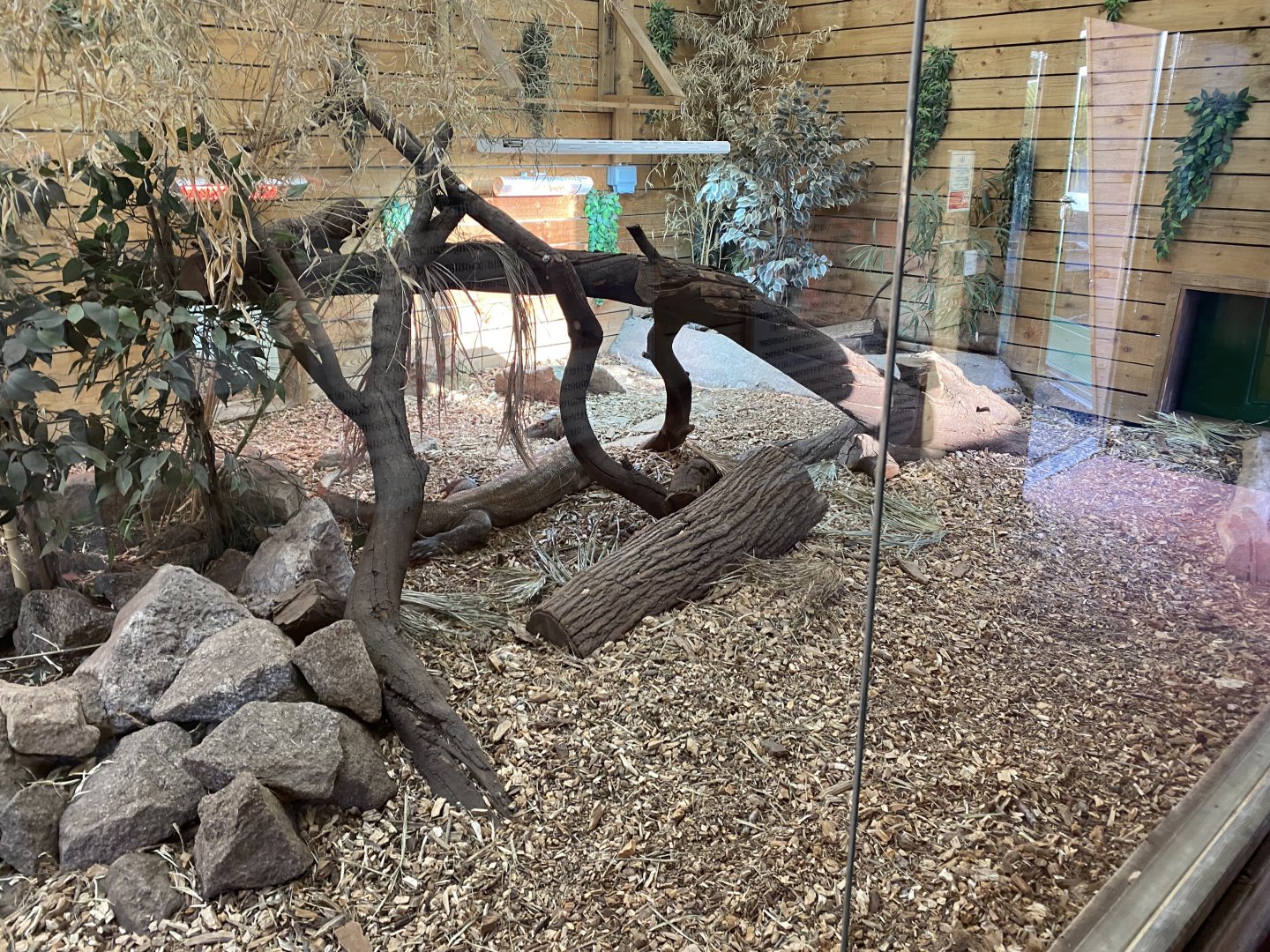 Komodo dragon exhibit 260124