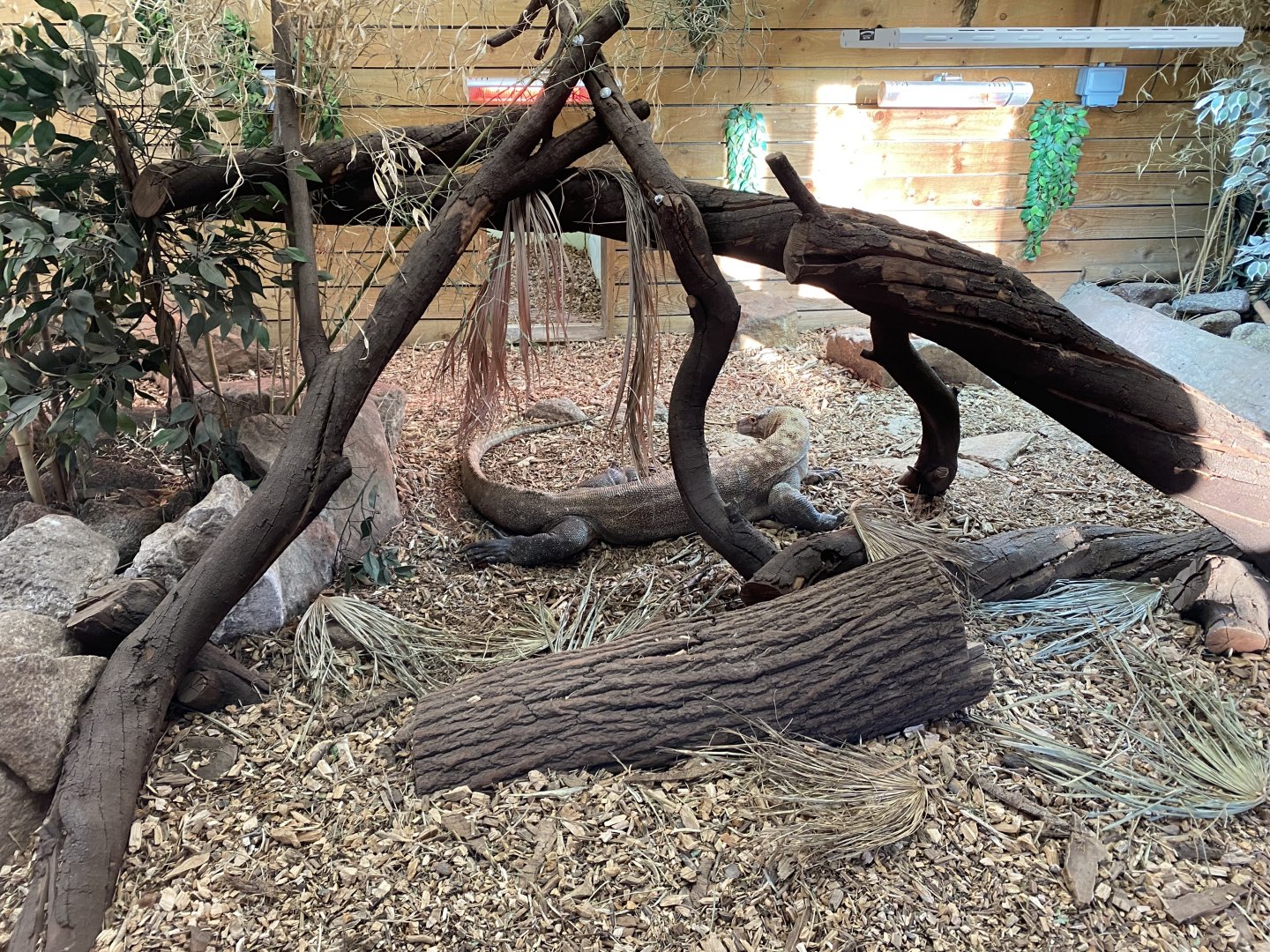 Komodo dragon exhibit 260124
