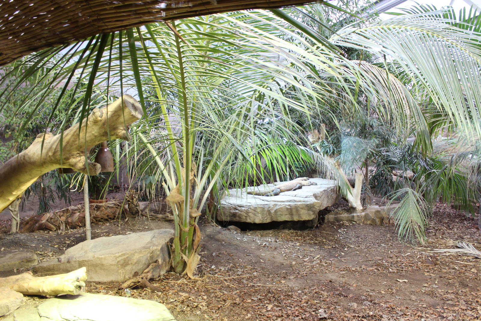 Komodo Dragon exhibit 27-3-14