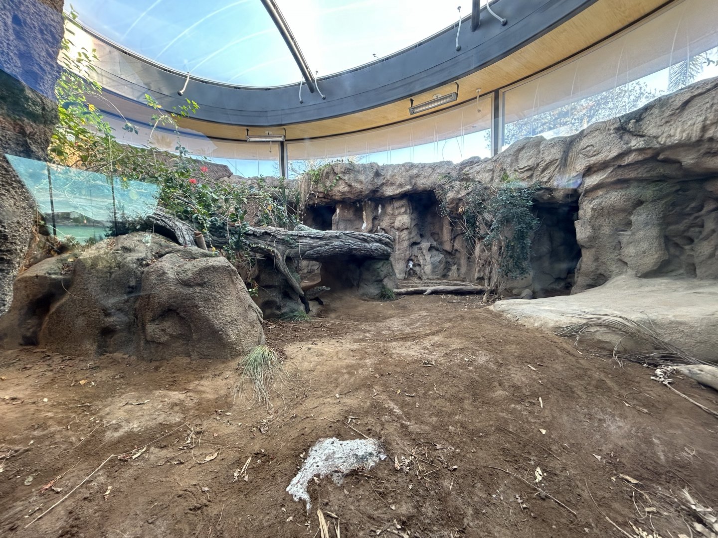 Komodo Dragon Exhibit #3