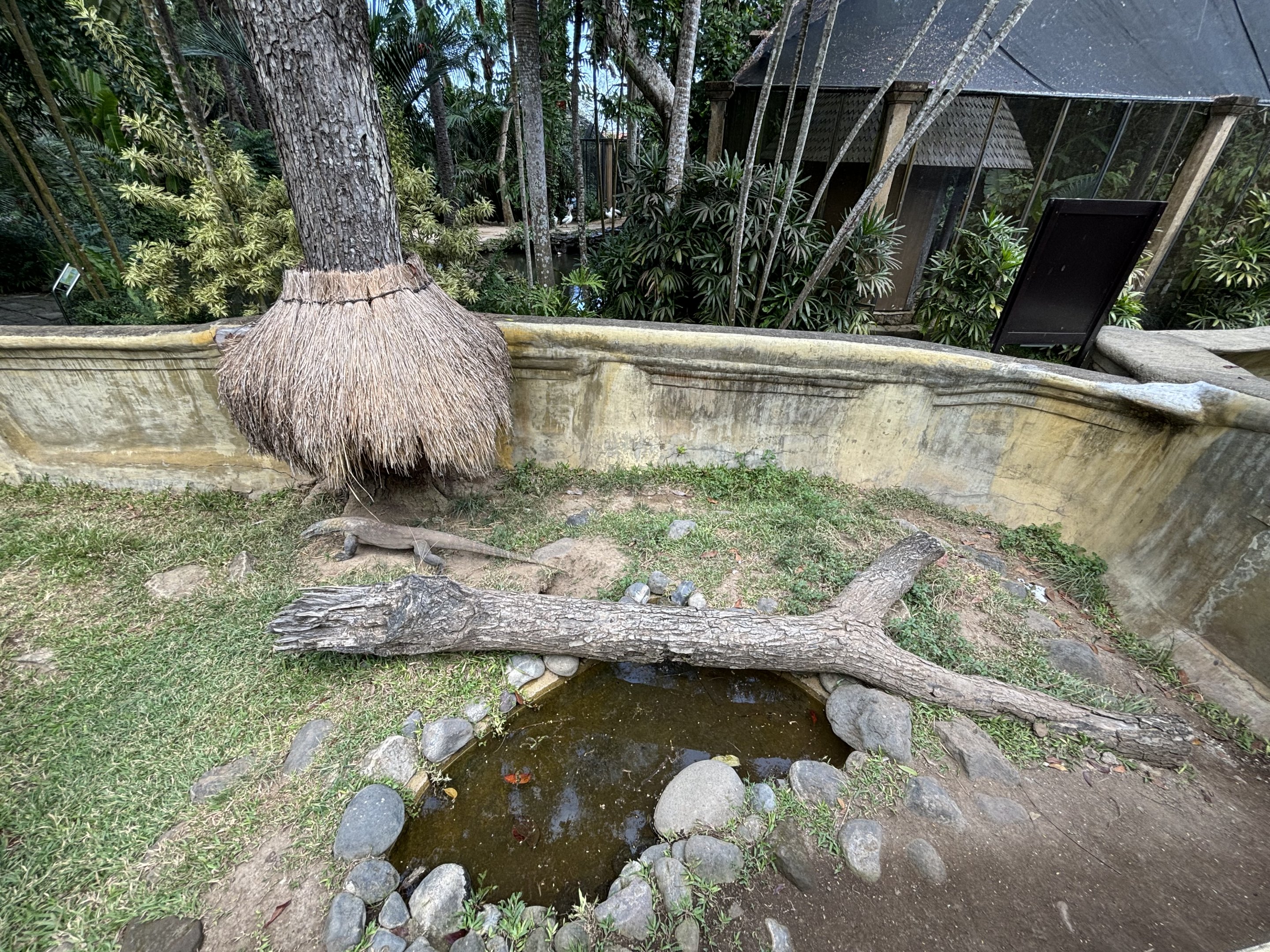 Komodo Dragon Exhibit #3