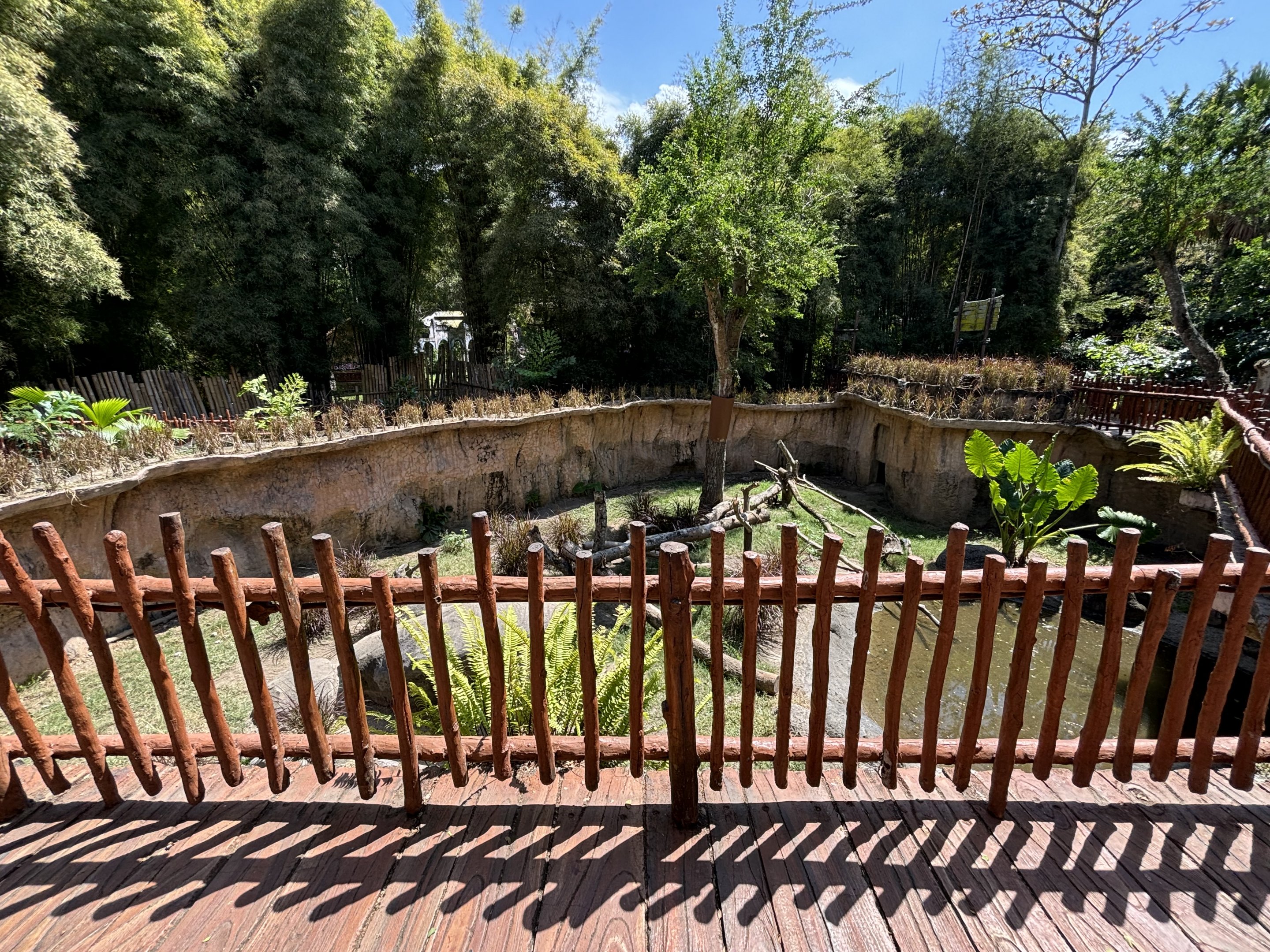 Komodo Dragon Exhibit #3