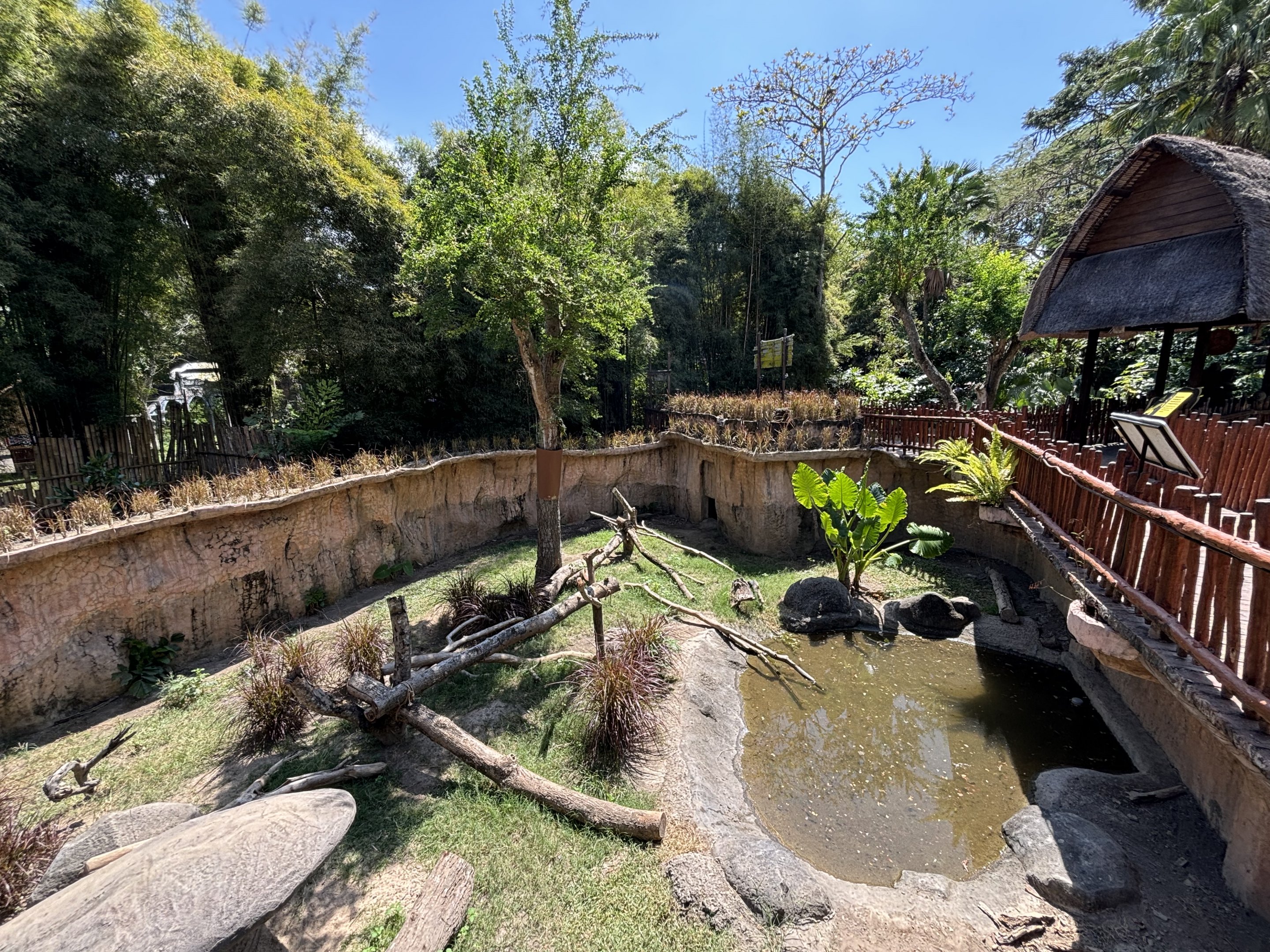 Komodo Dragon Exhibit #3