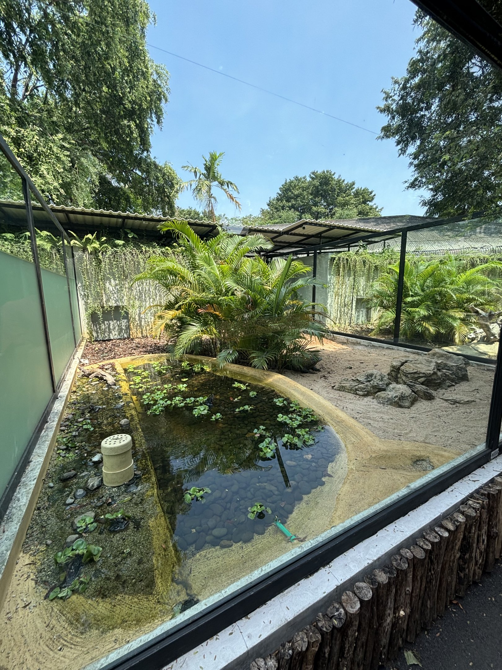 Komodo Dragon Exhibit #3