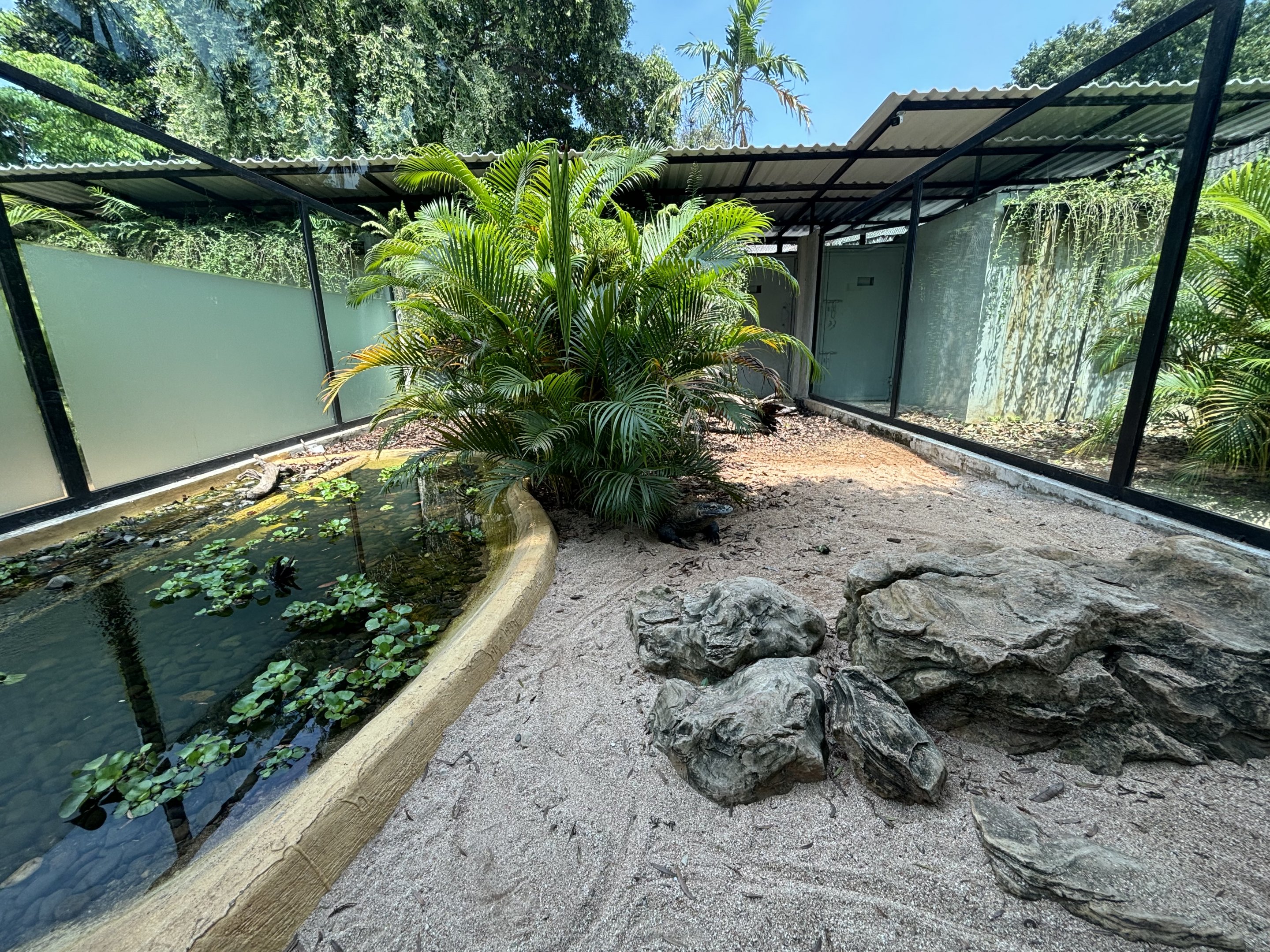 Komodo Dragon Exhibit #3