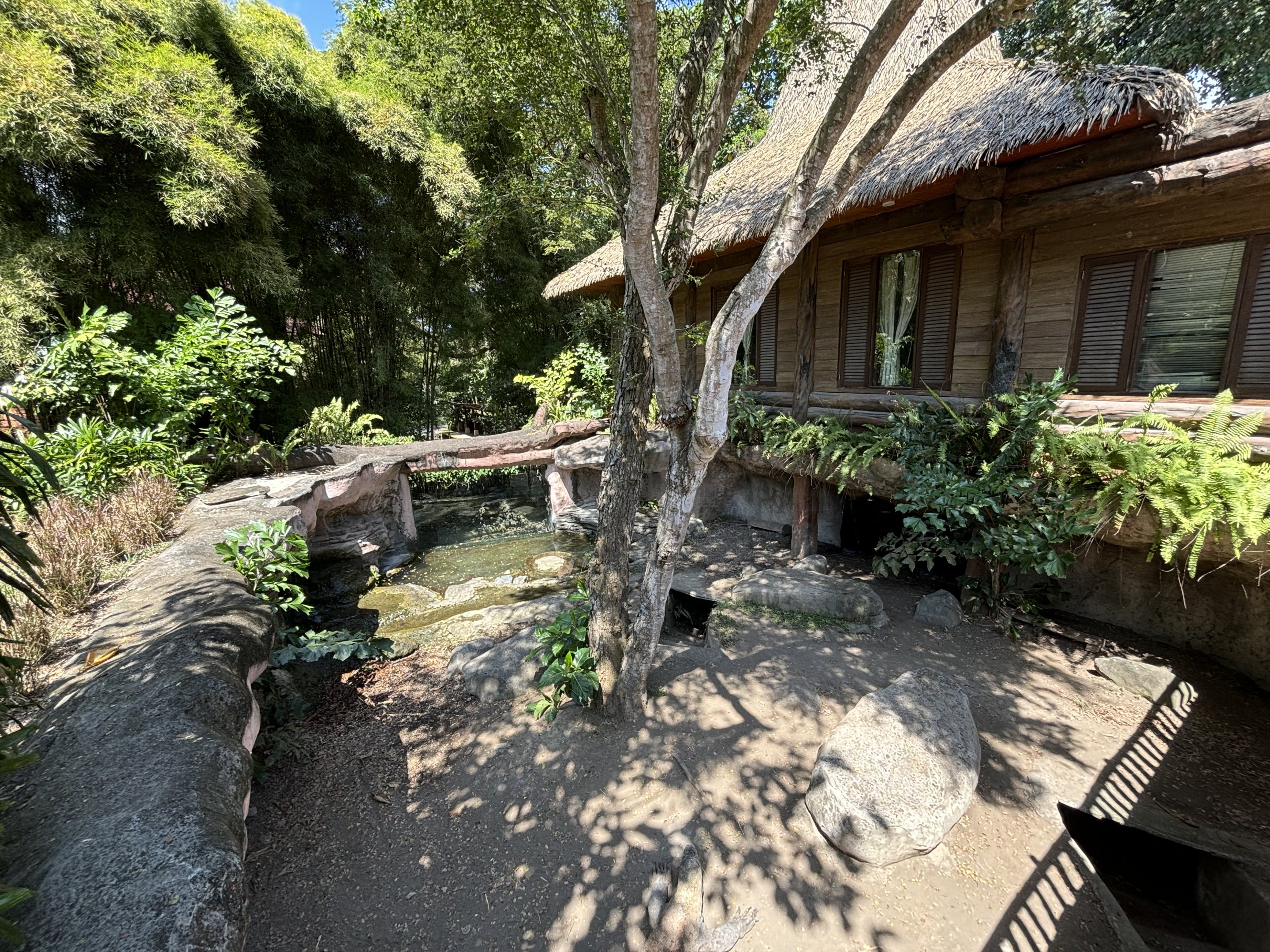 Komodo Dragon Exhibit #4