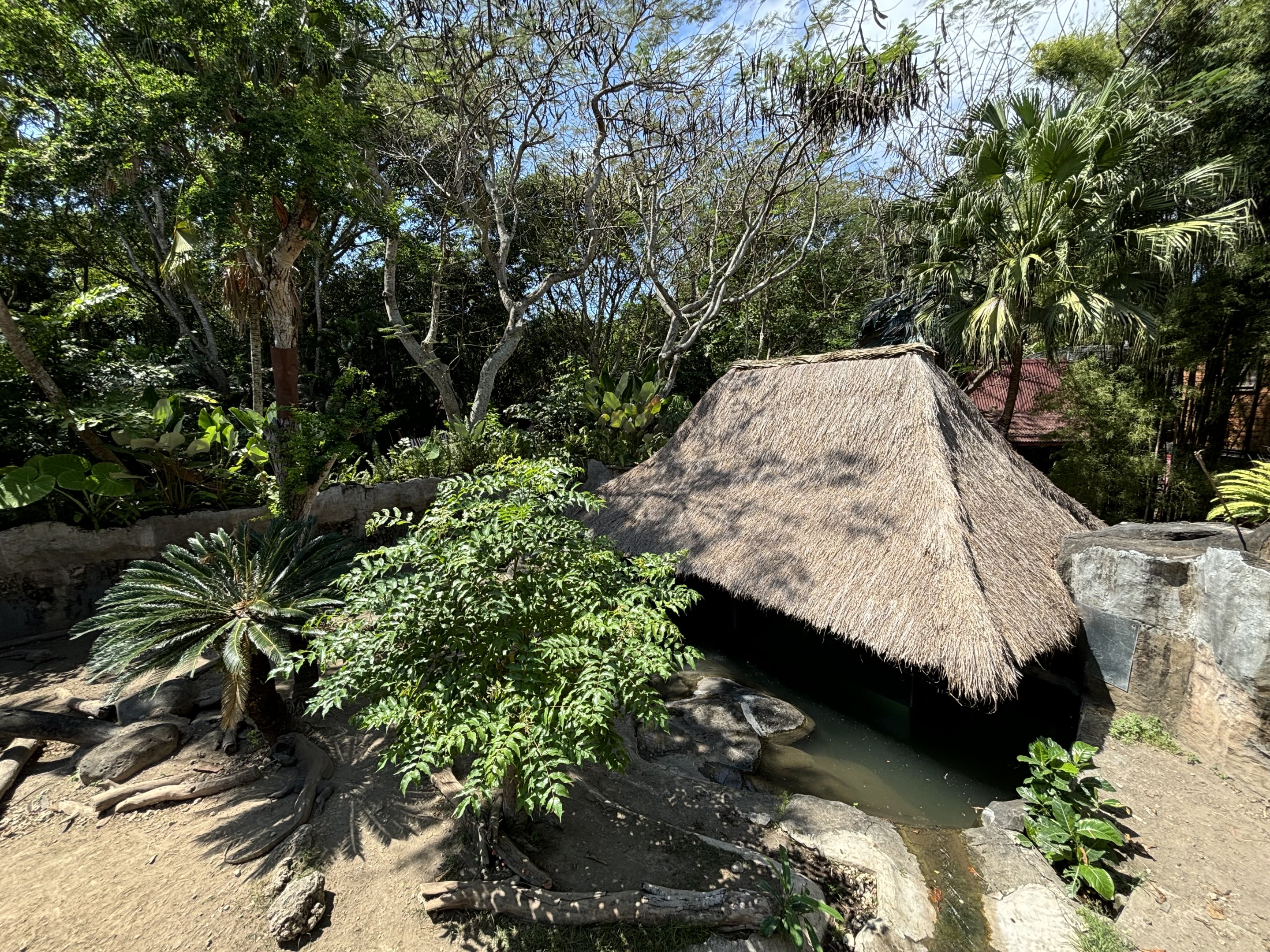 Komodo Dragon Exhibit #4
