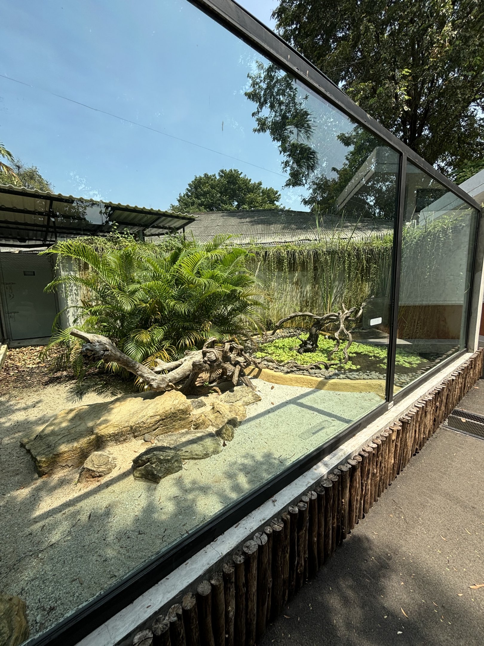 Komodo Dragon Exhibit #4