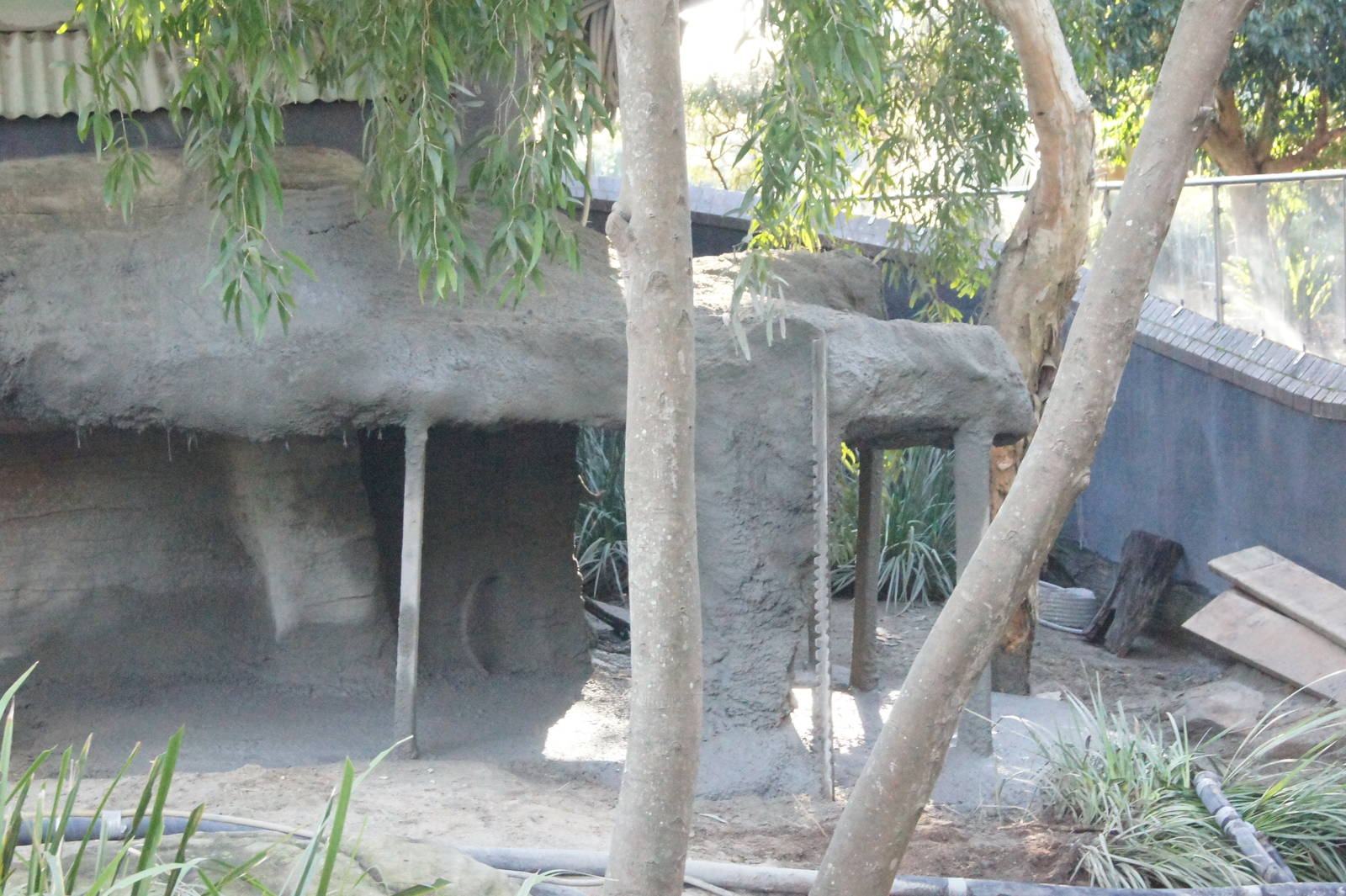 Komodo dragon exhibit additions